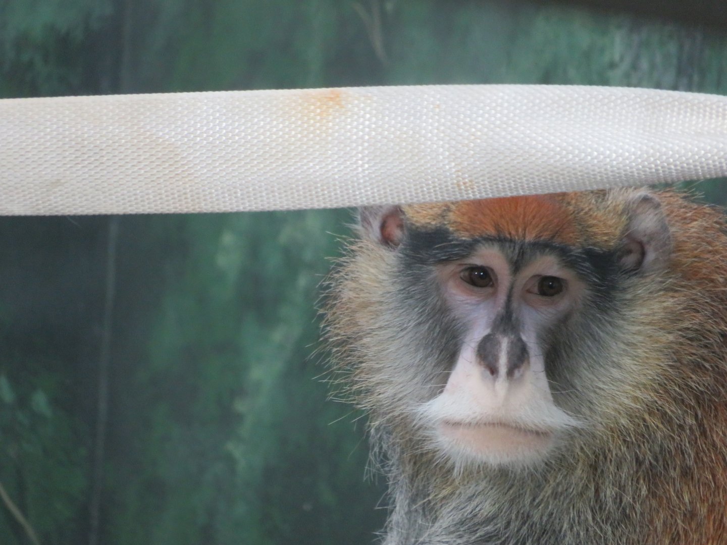 Patas Monkey