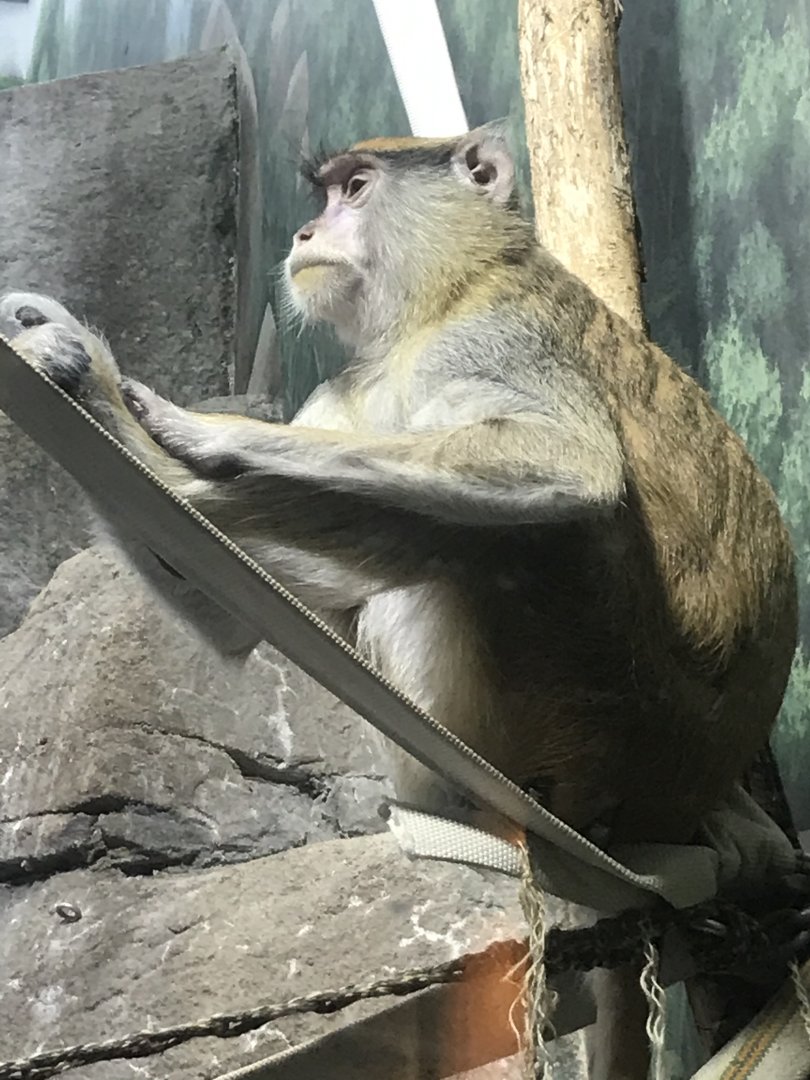 Patas monkey.