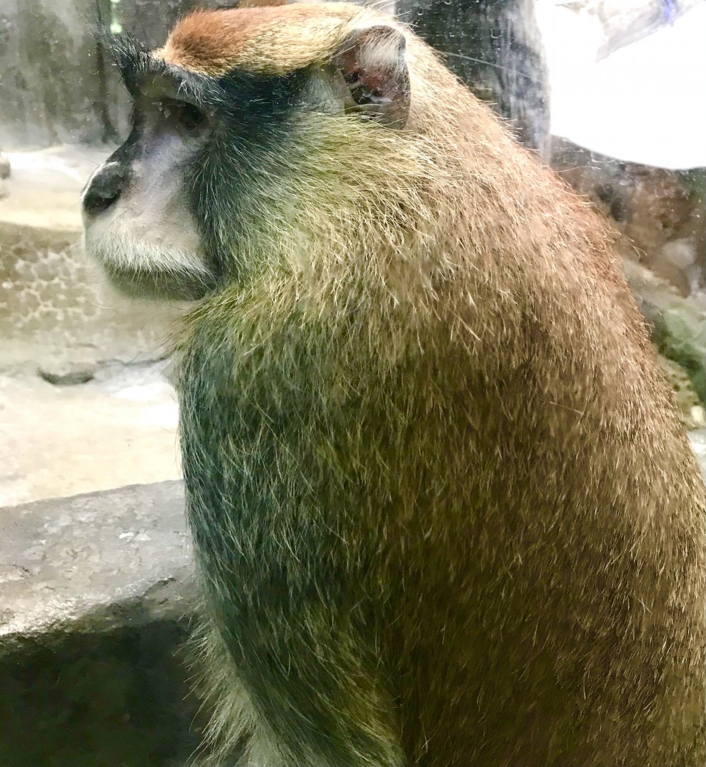 Patas Monkey