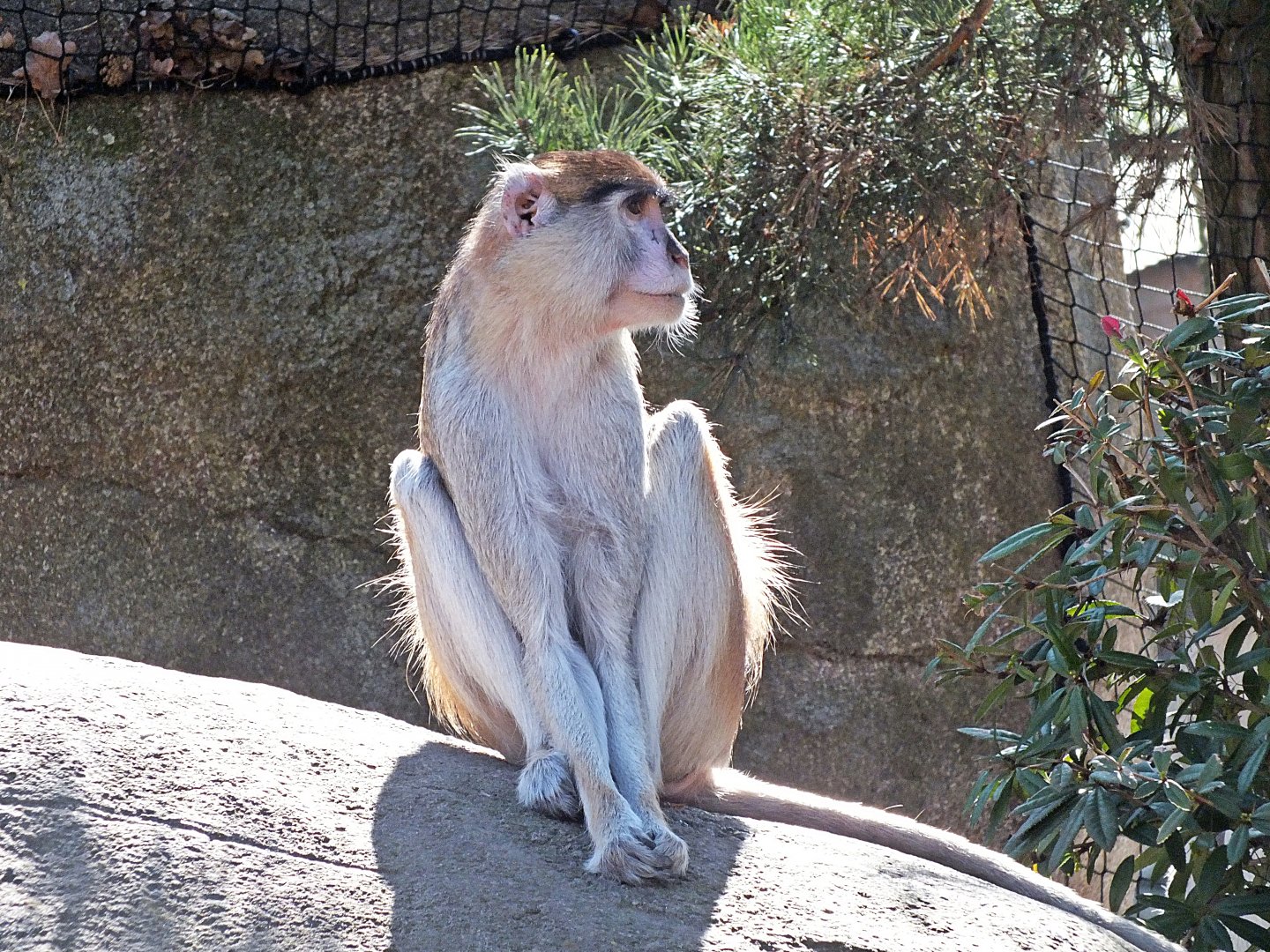 Patas monkey