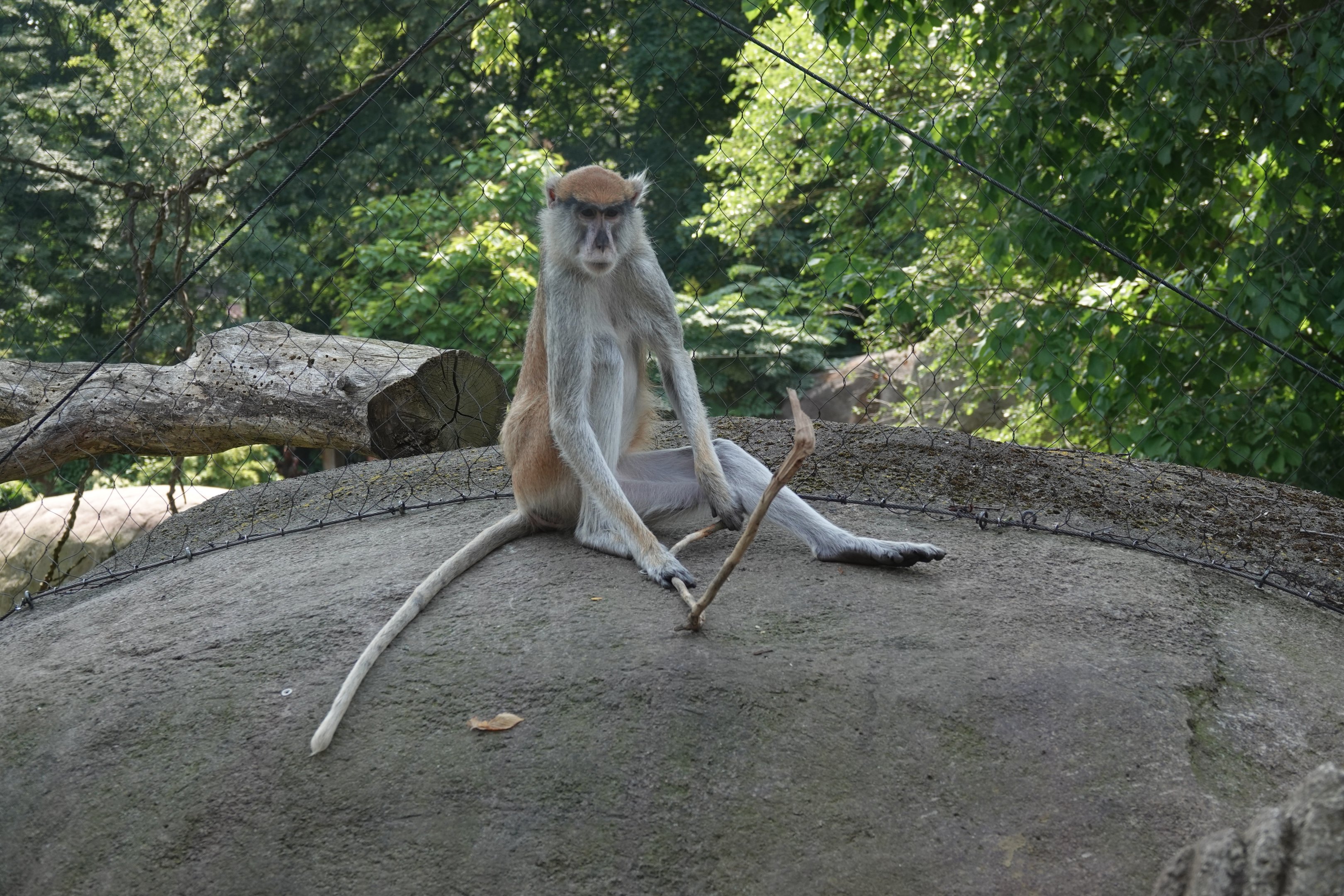 Patas monkey