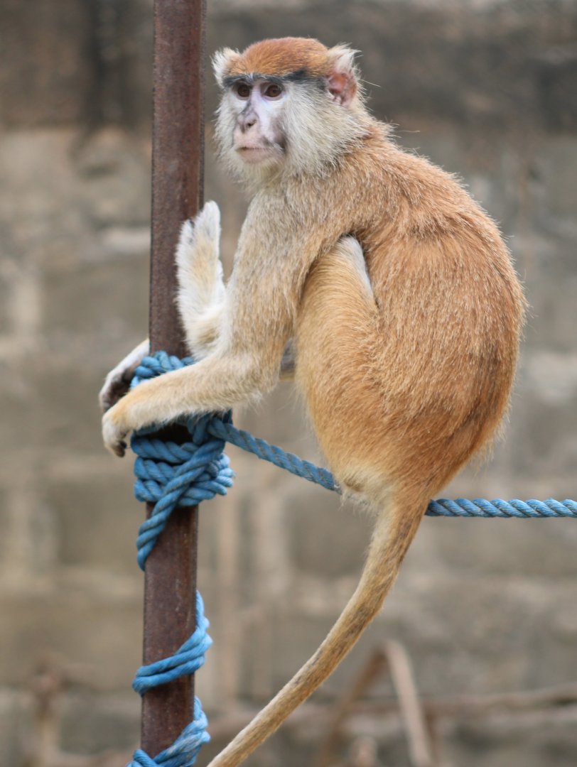 Patas monkey