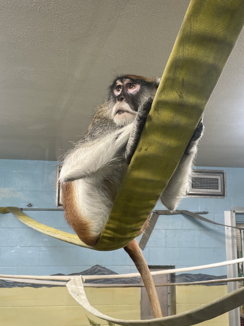 Patas monkey