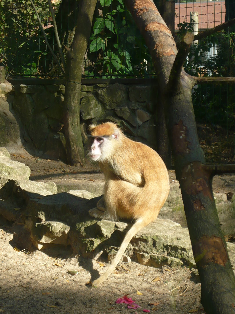 Patas monkey