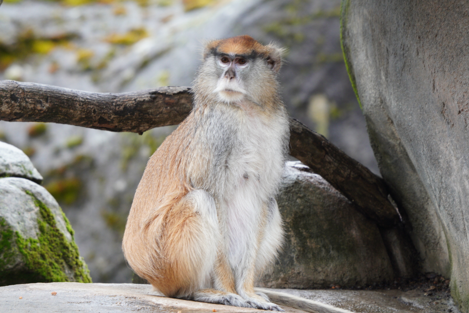Patas Monkey