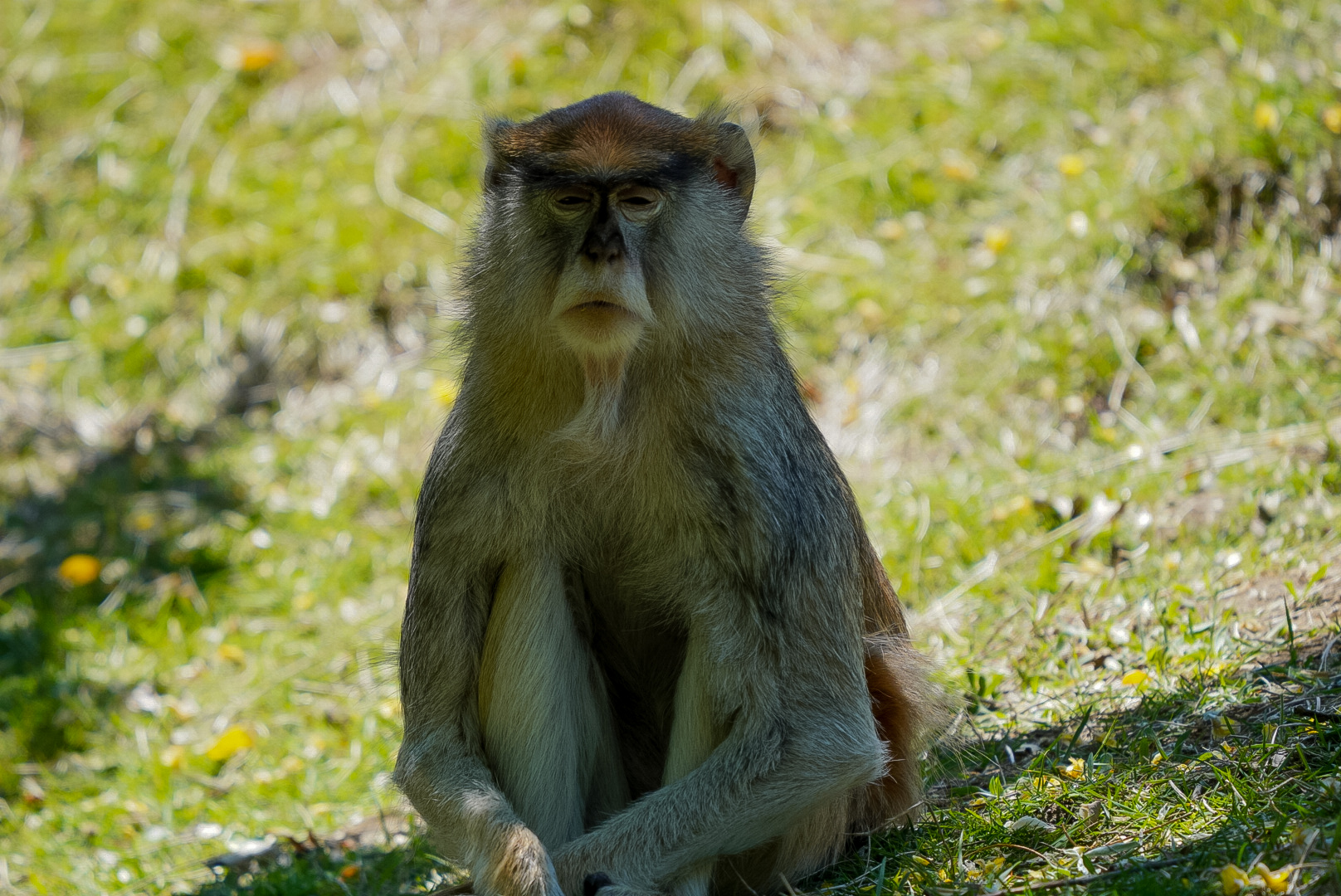 Patas Monkey