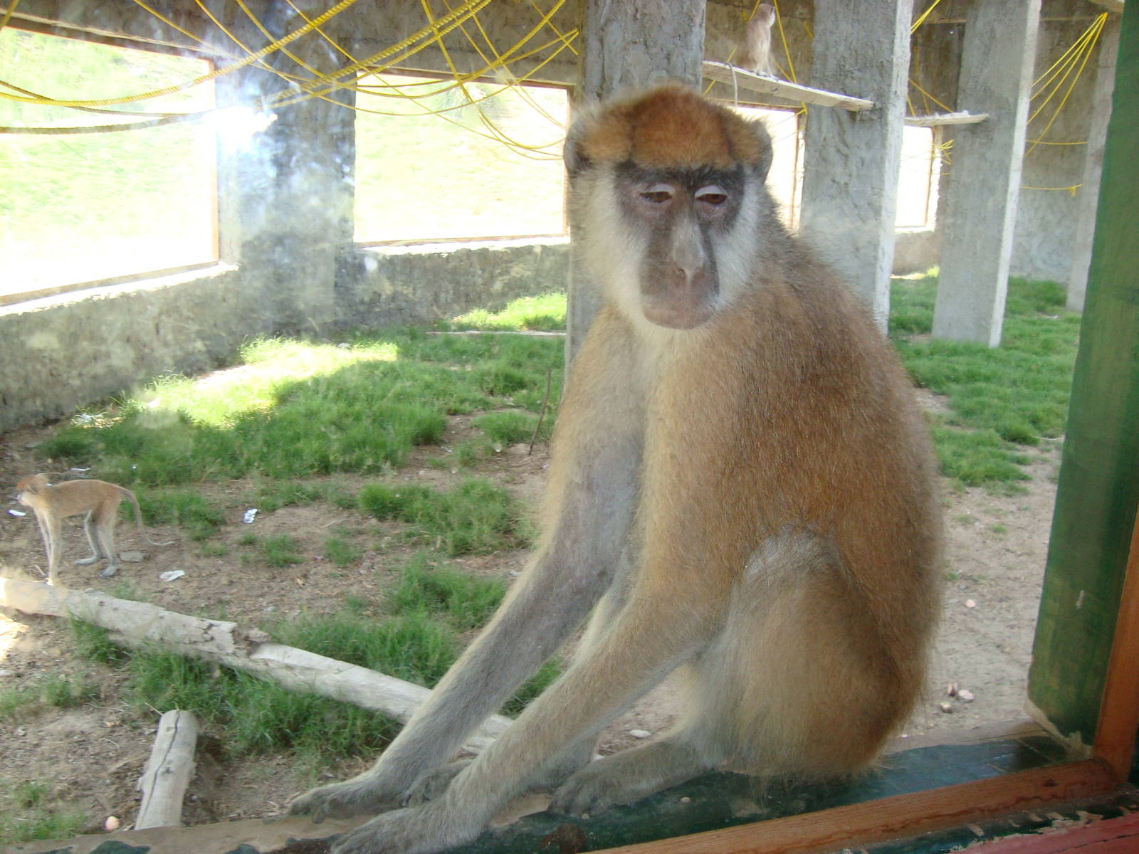 Patas monkey