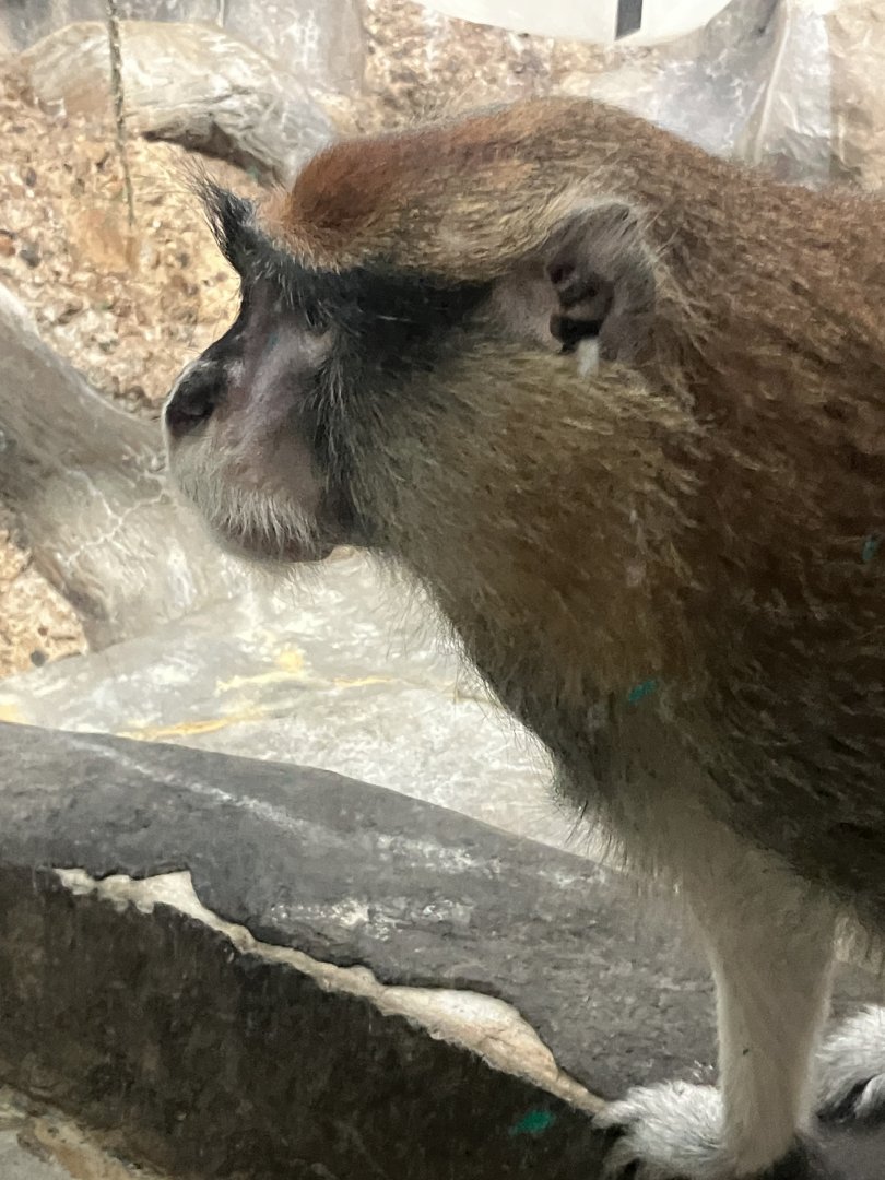 Patas Monkey