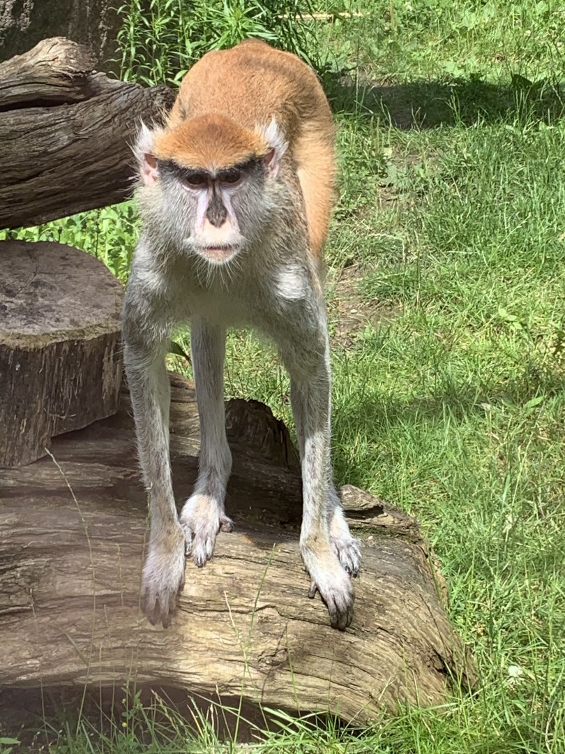 Patas monkey
