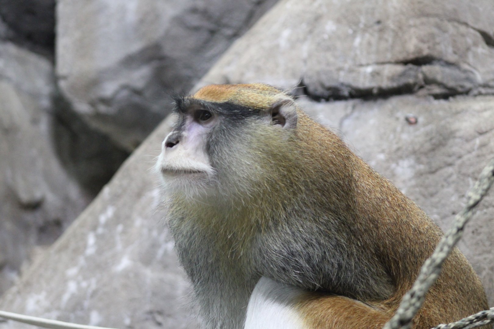 Patas monkey