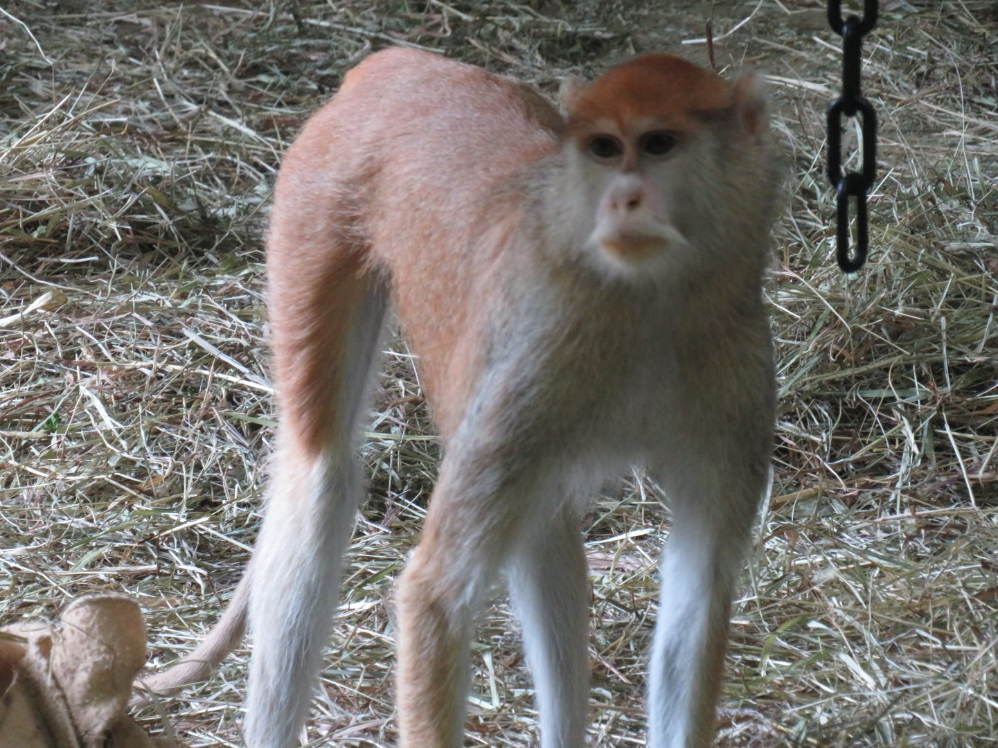 Patas monkey