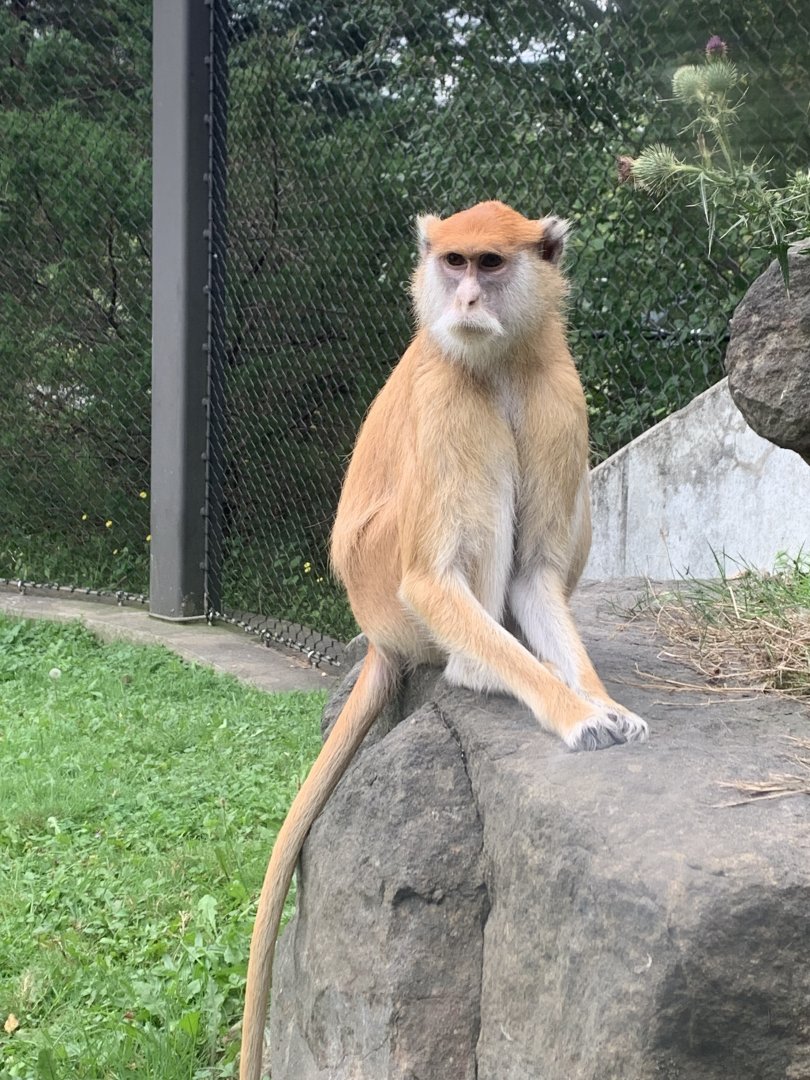 Patas Monkey