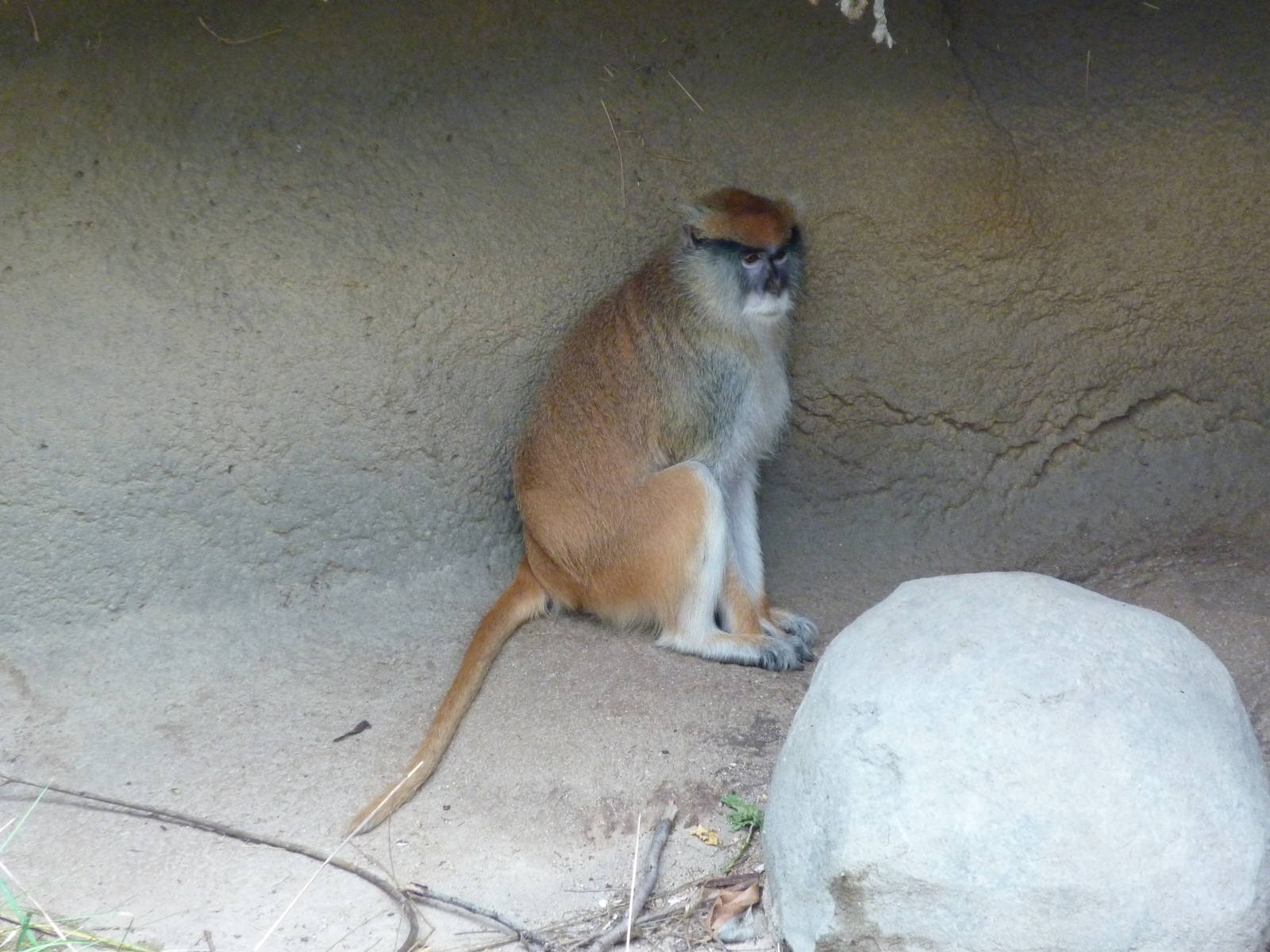 Patas Monkey
