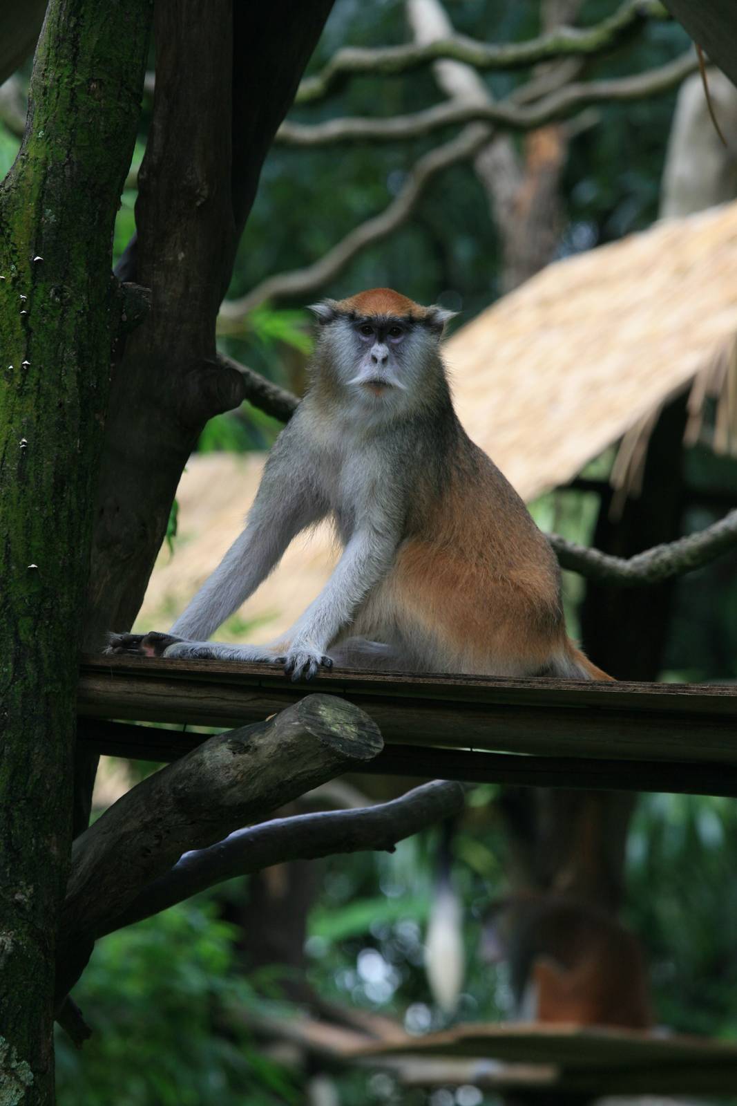 Patas monkey