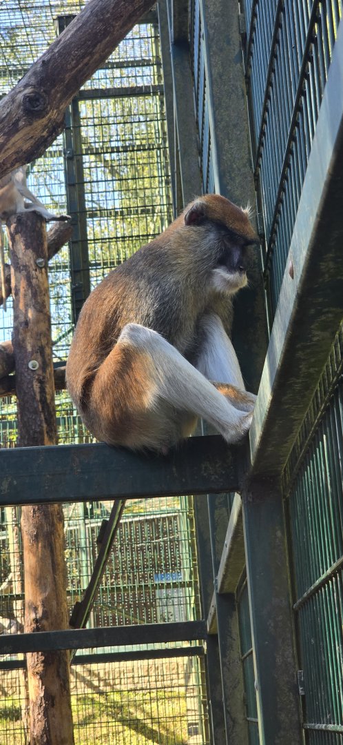 Patas monkey