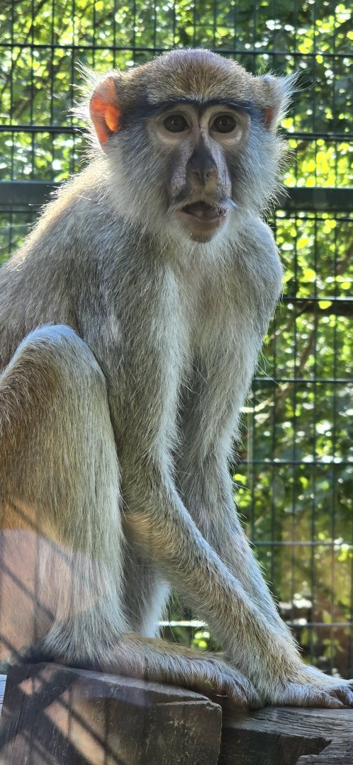 Patas monkey