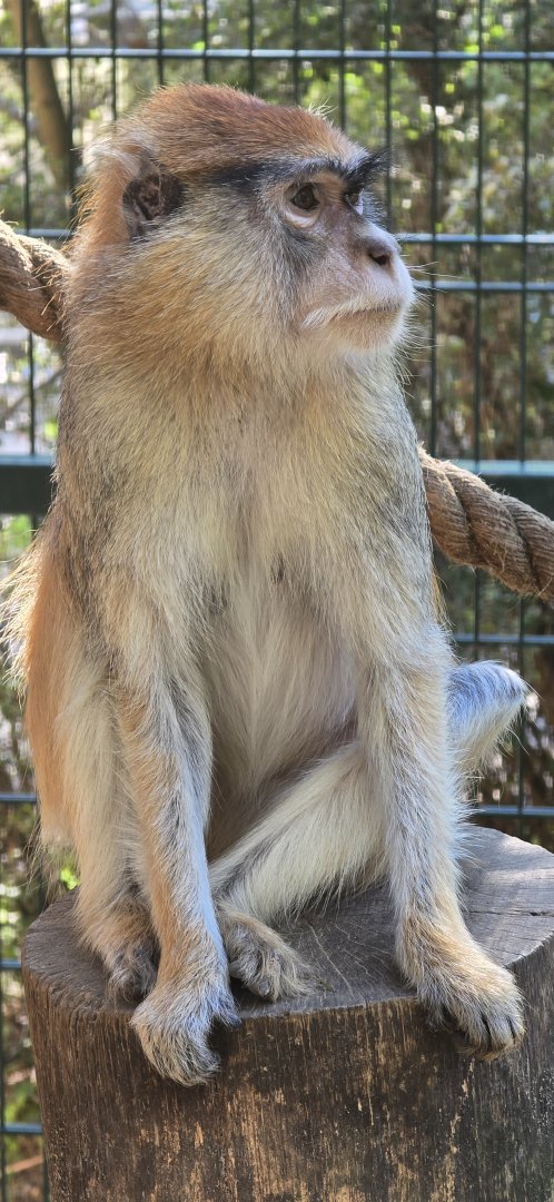 Patas monkey