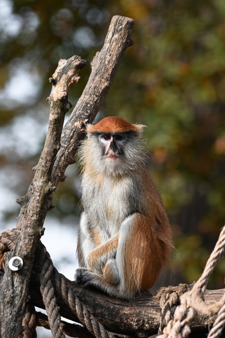 Patas monkey