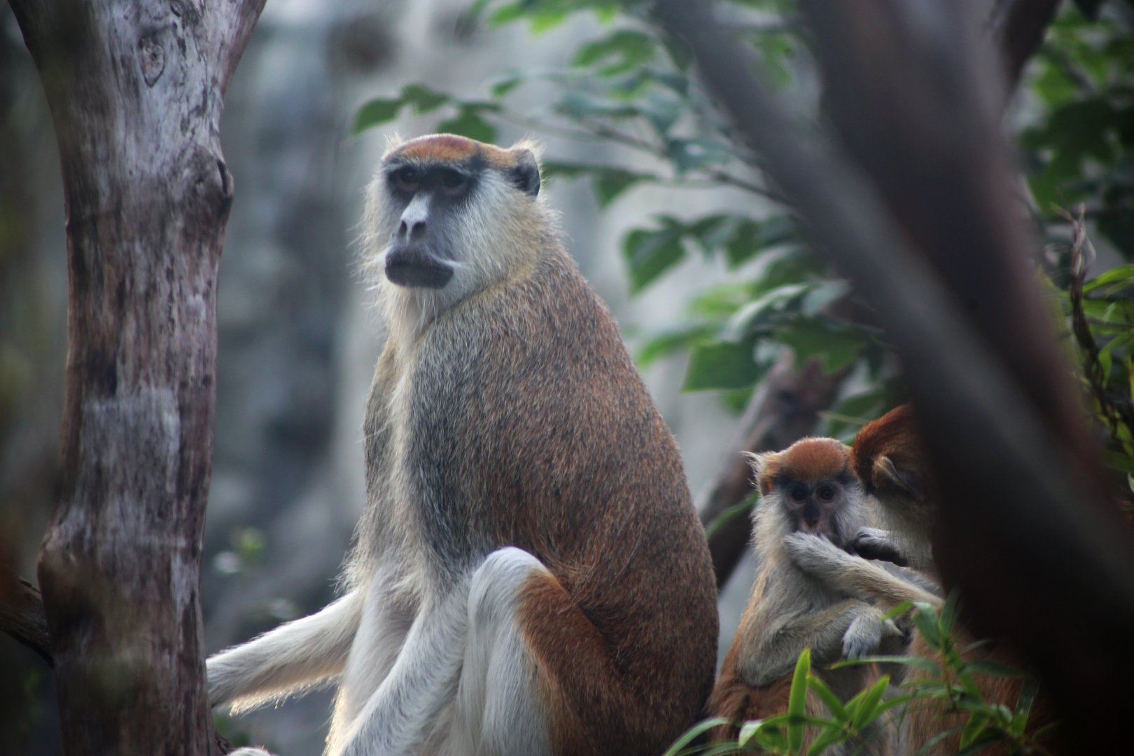 Patas Monkey