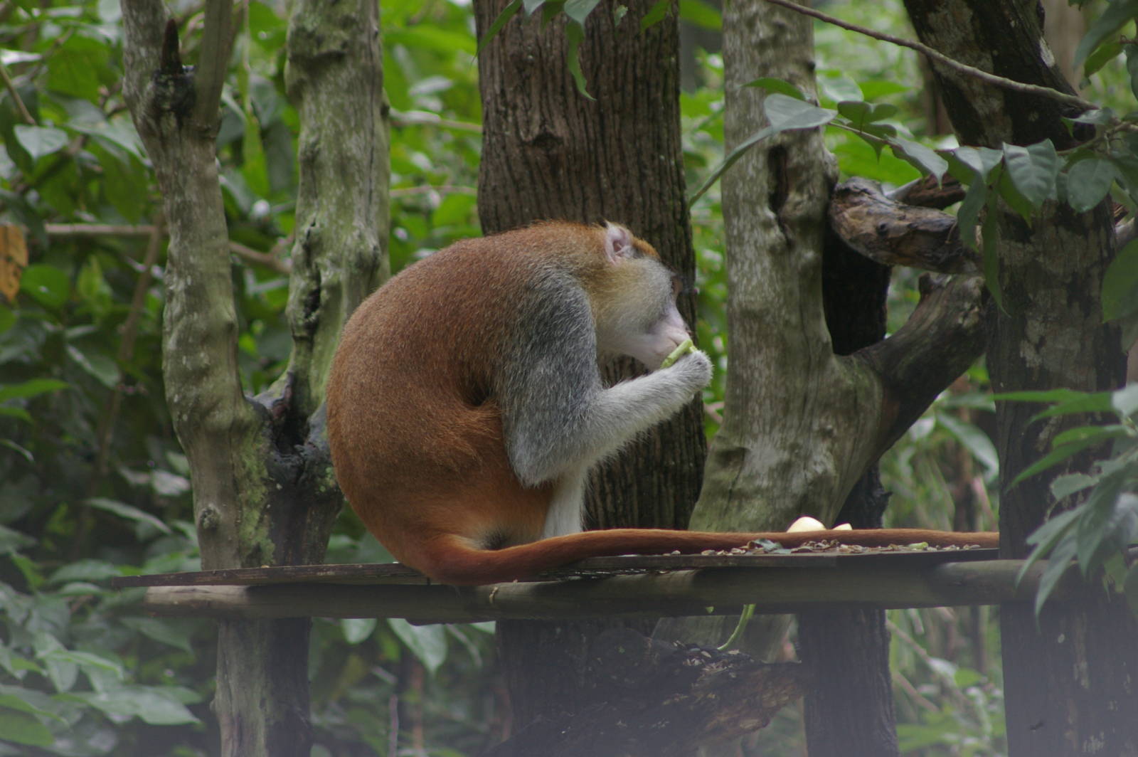 patas monkey