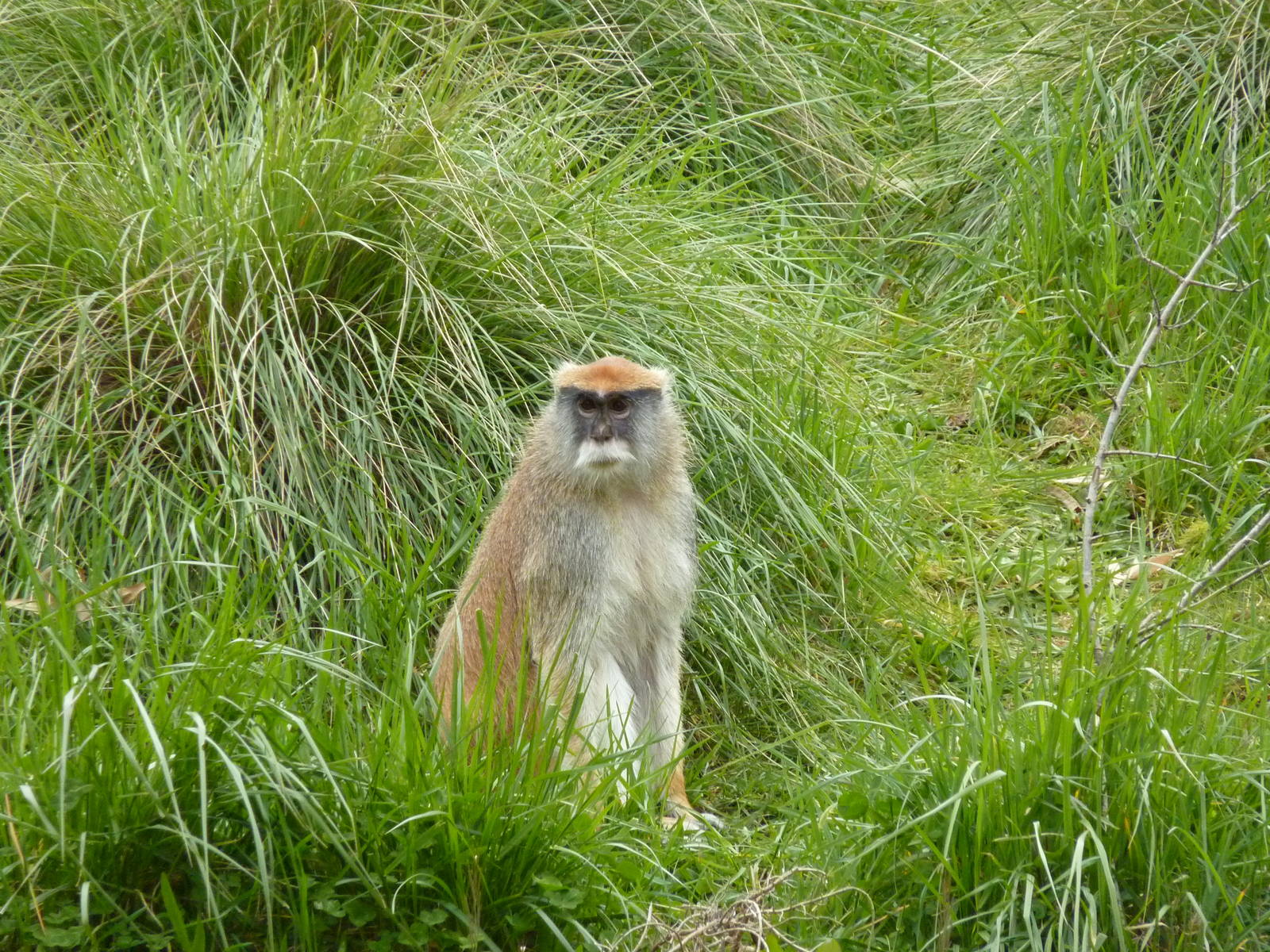 Patas Monkey
