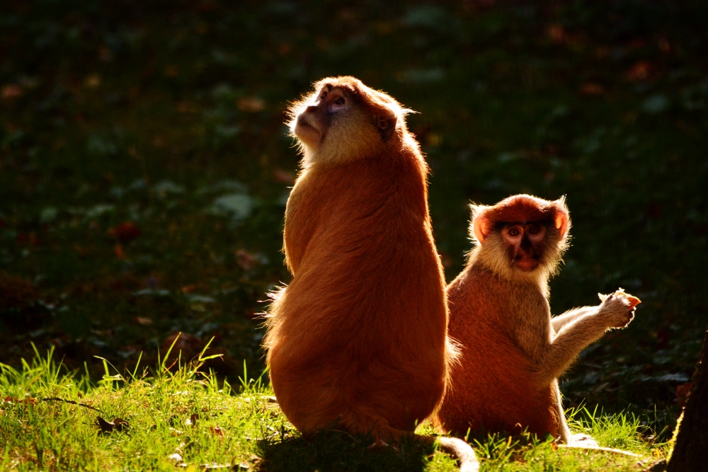 Patas monkeys (2015)