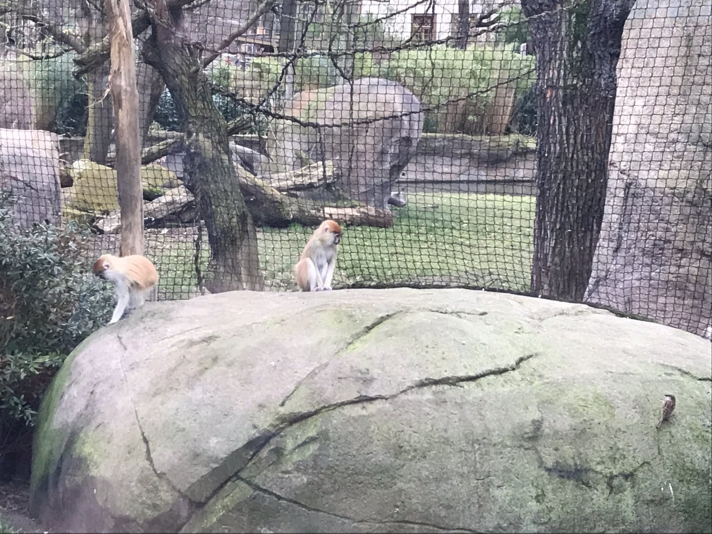 Patas monkeys 280118