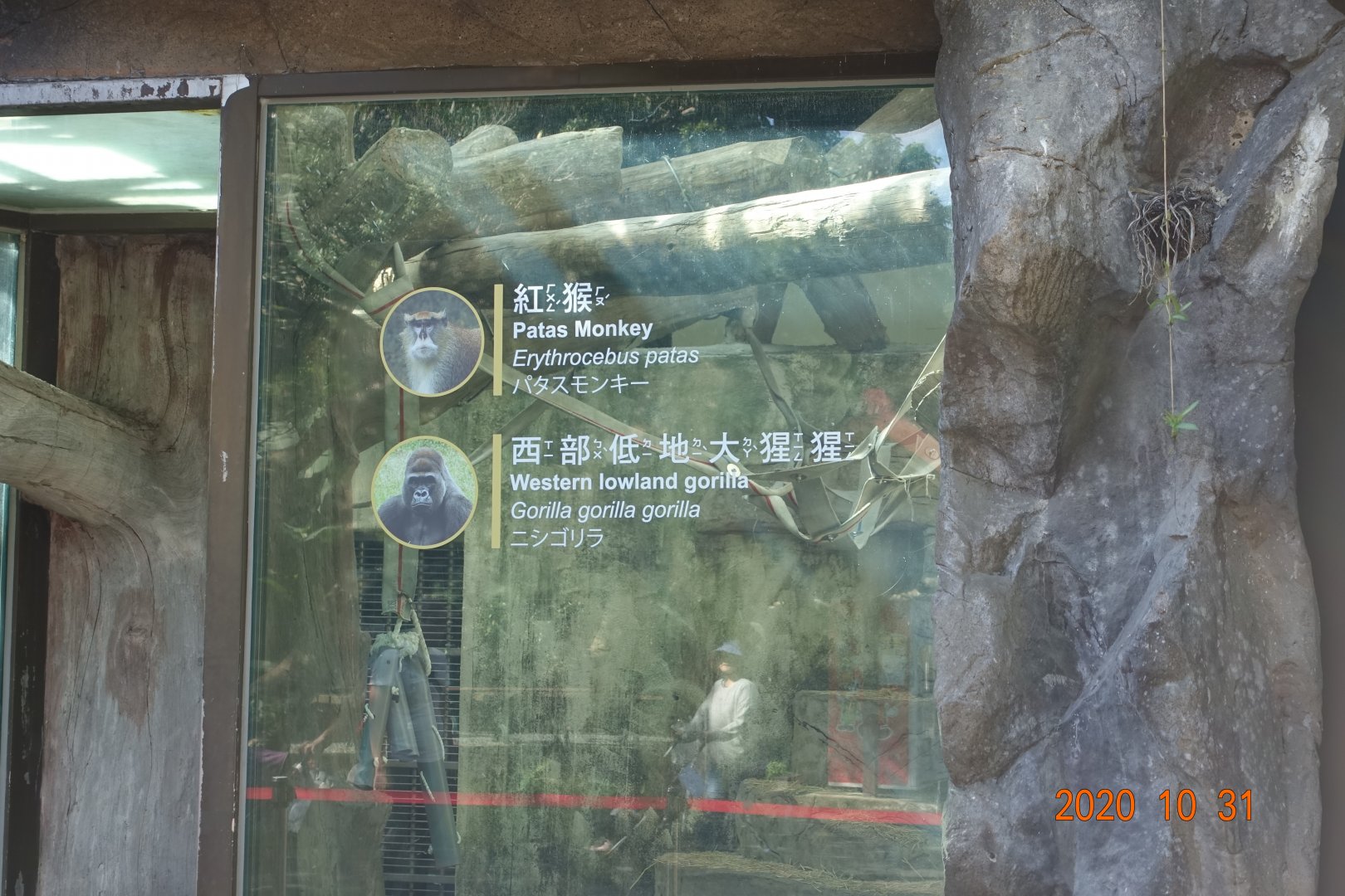 Patas Monkeys and gorillas panels