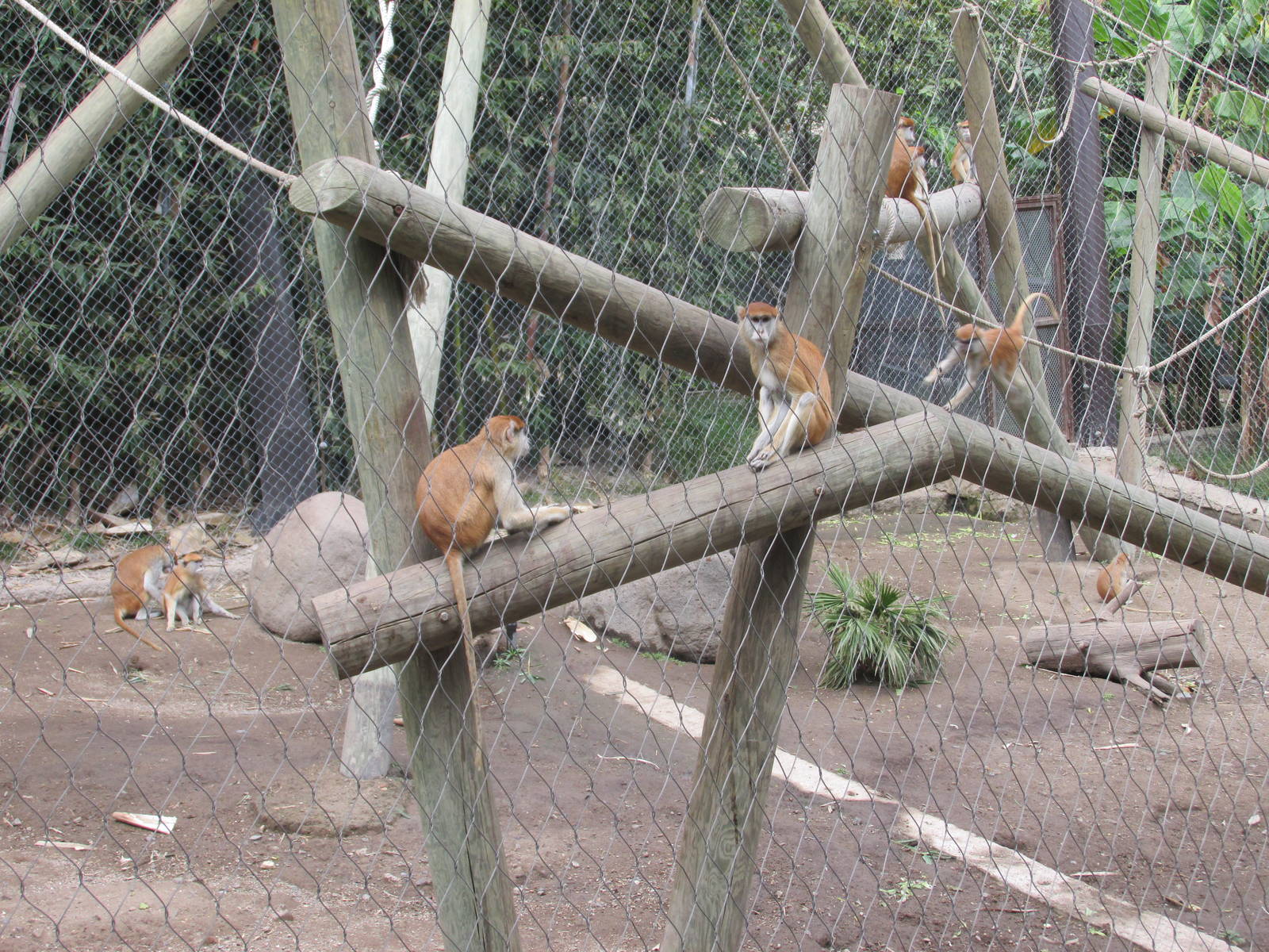 patas monkeys exhibit guadalajara zoo