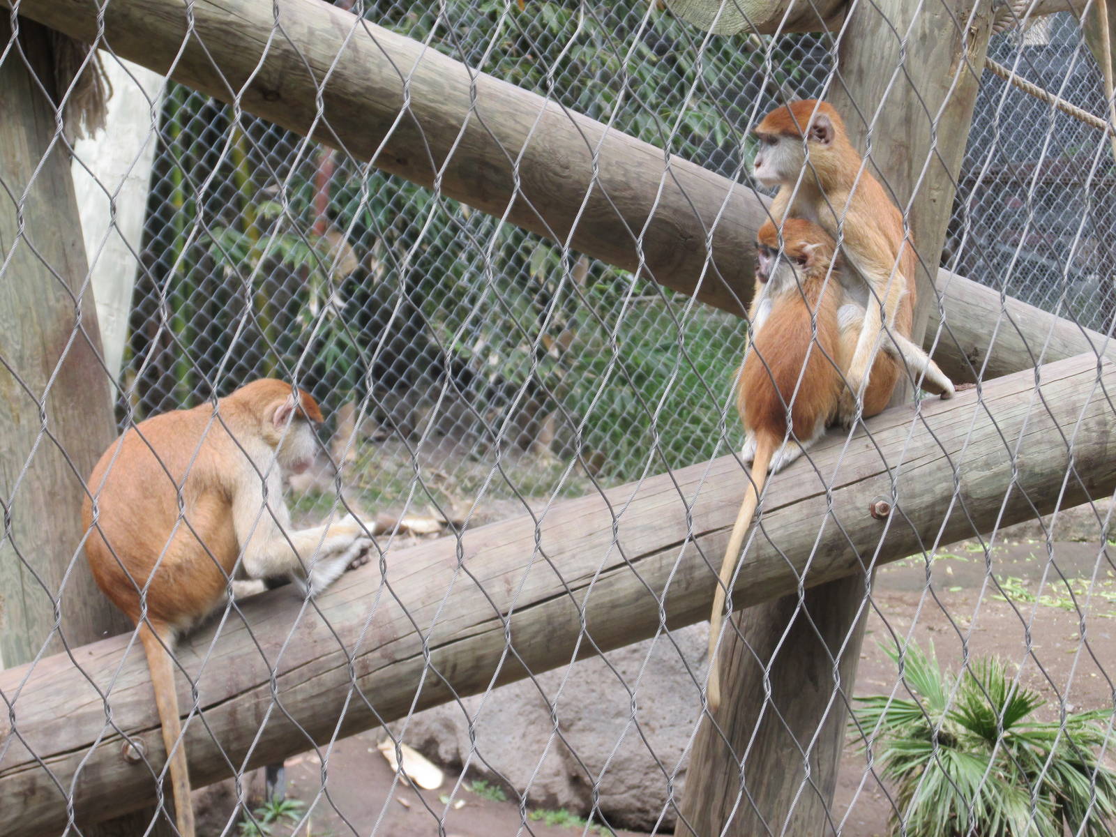 patas monkeys guadalajara zoo