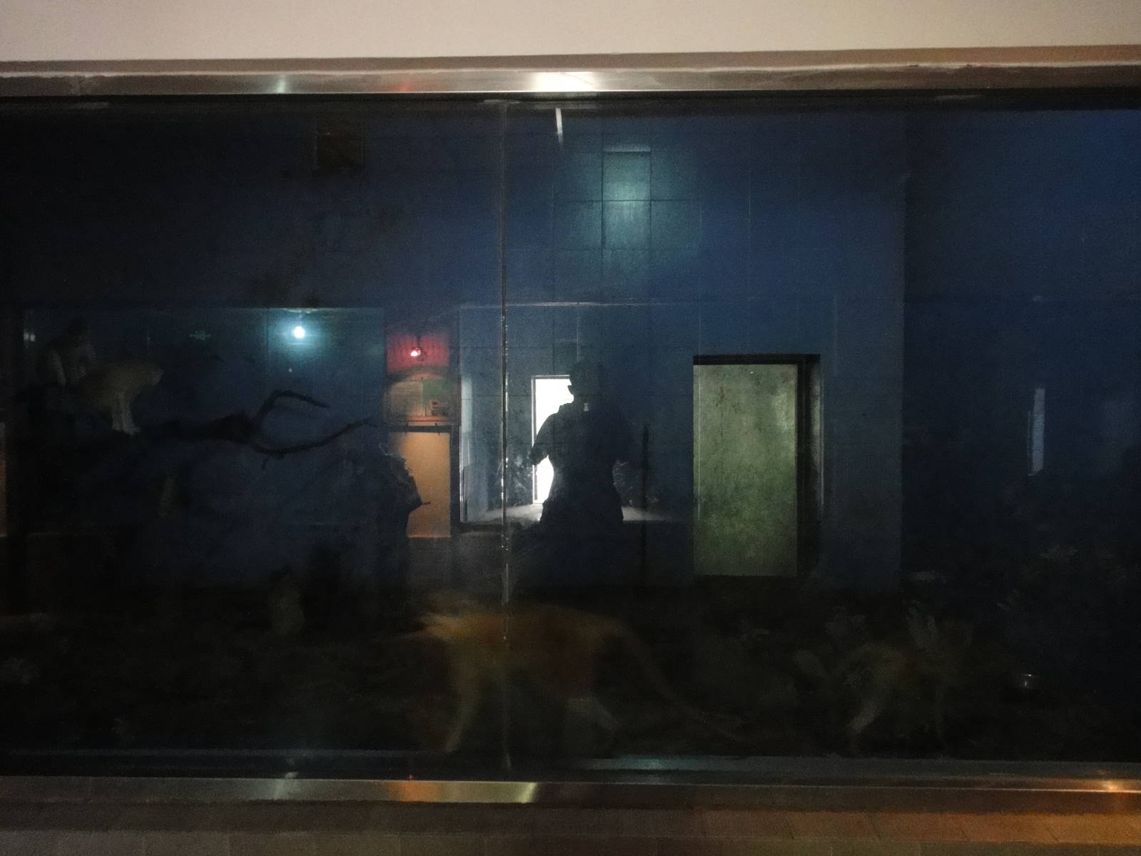 Patas monkeys in Nocturnal Animal House