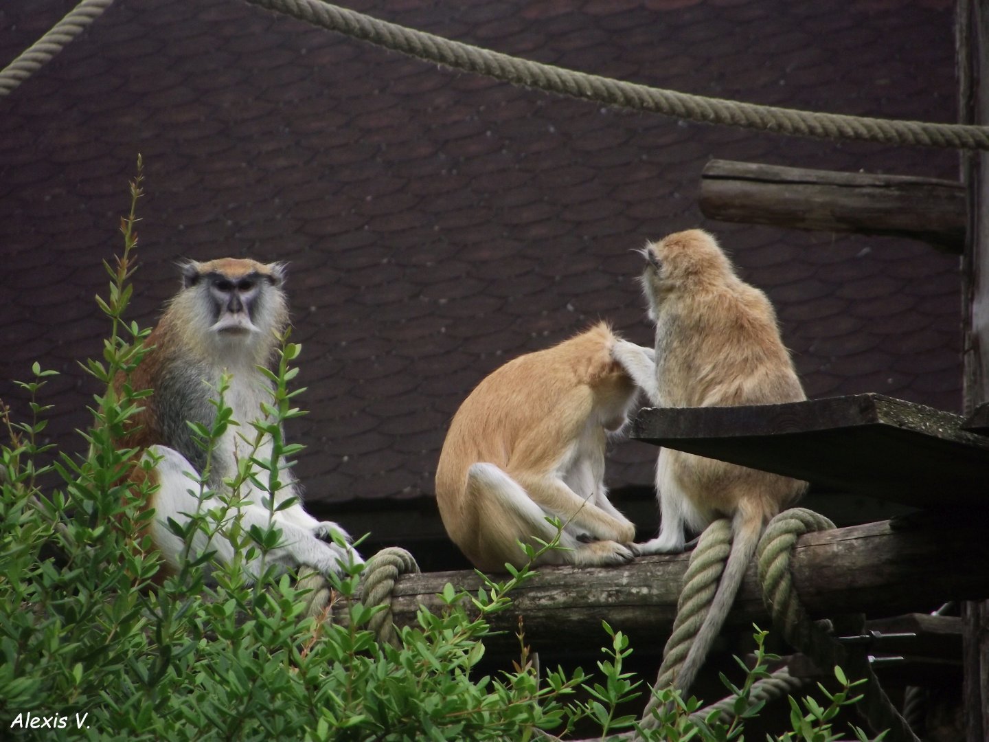Patas Monkeys - Zooparc de Beauval - 13/07/2024