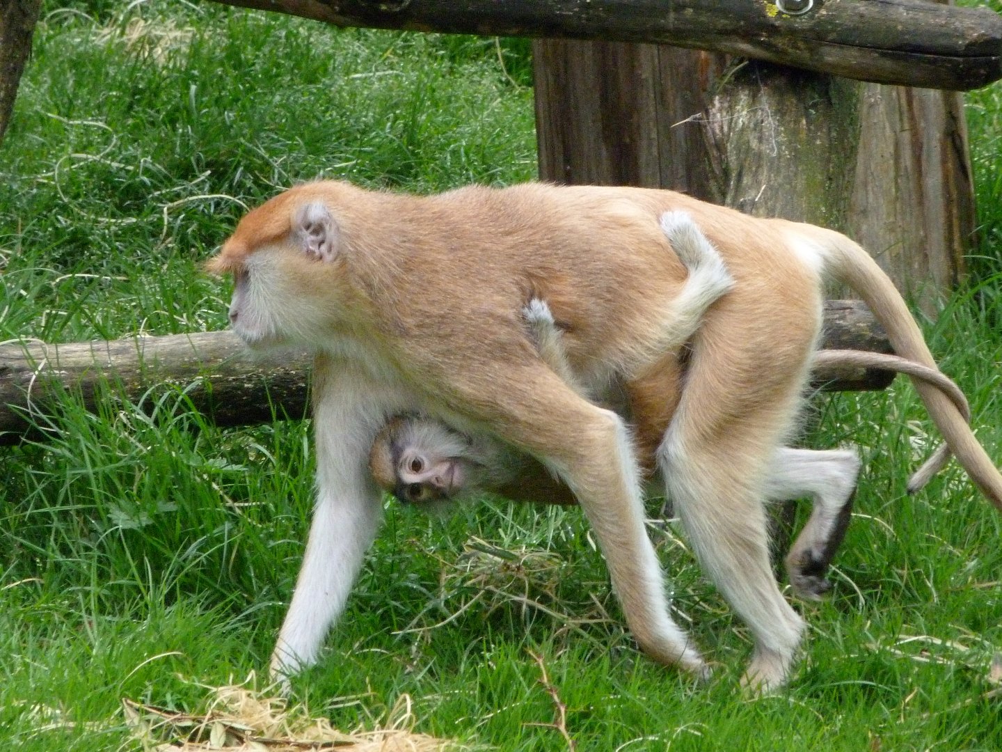 Patas monkeys -ZooParc de Beauval (2025)