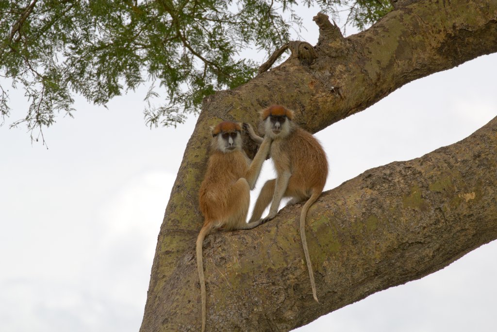 Patas Monkeys