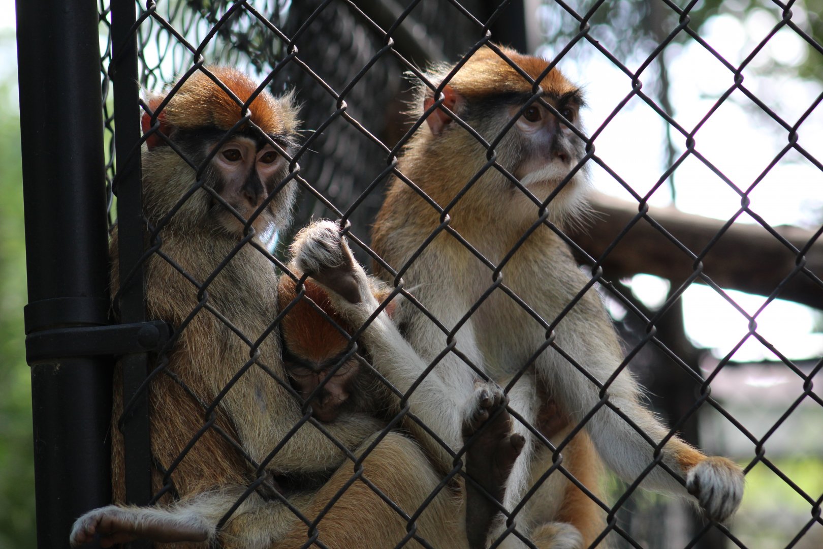 Patas Monkeys