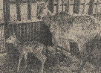 Pater David's deer with young
