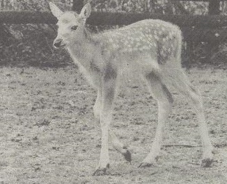 Pater David's deer young