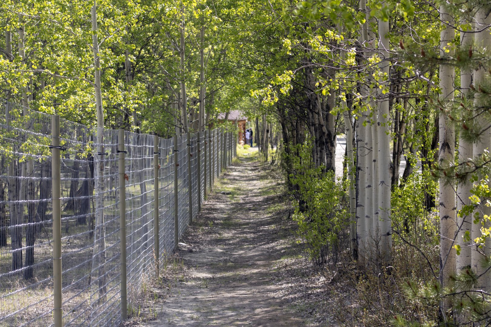 Path along fence line