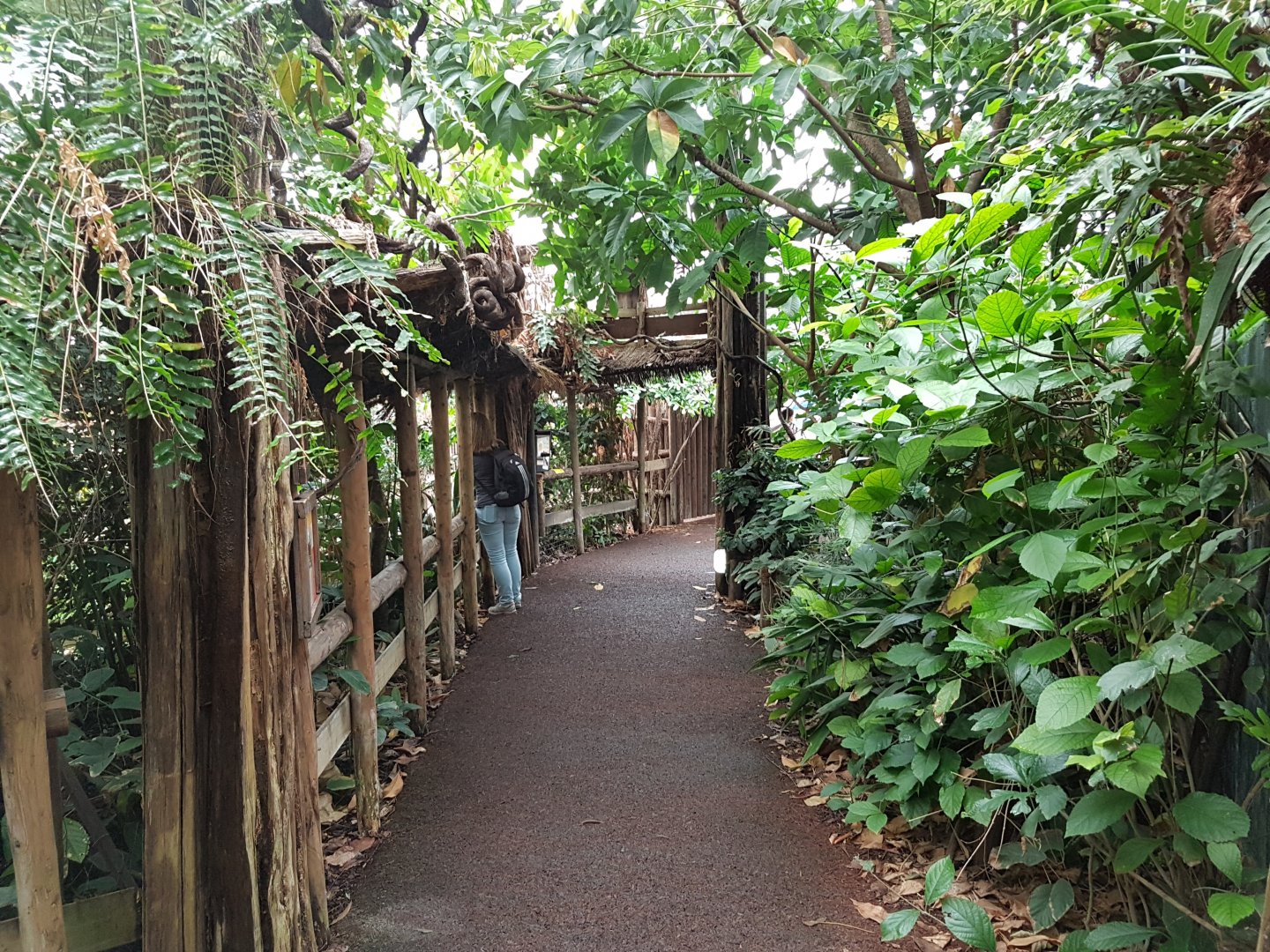 Path along indoor-enclosure okapi