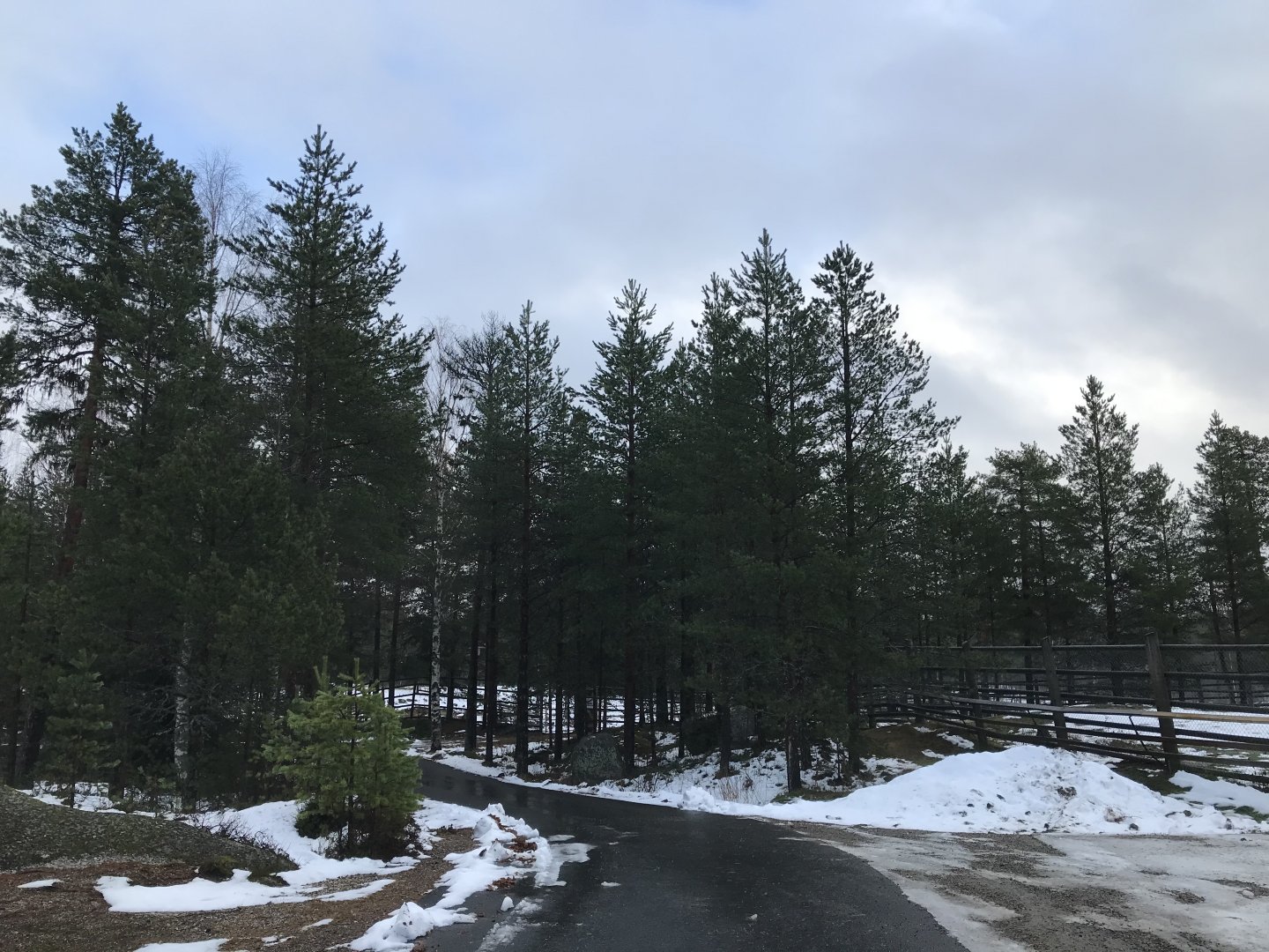 Path between elk and wisent