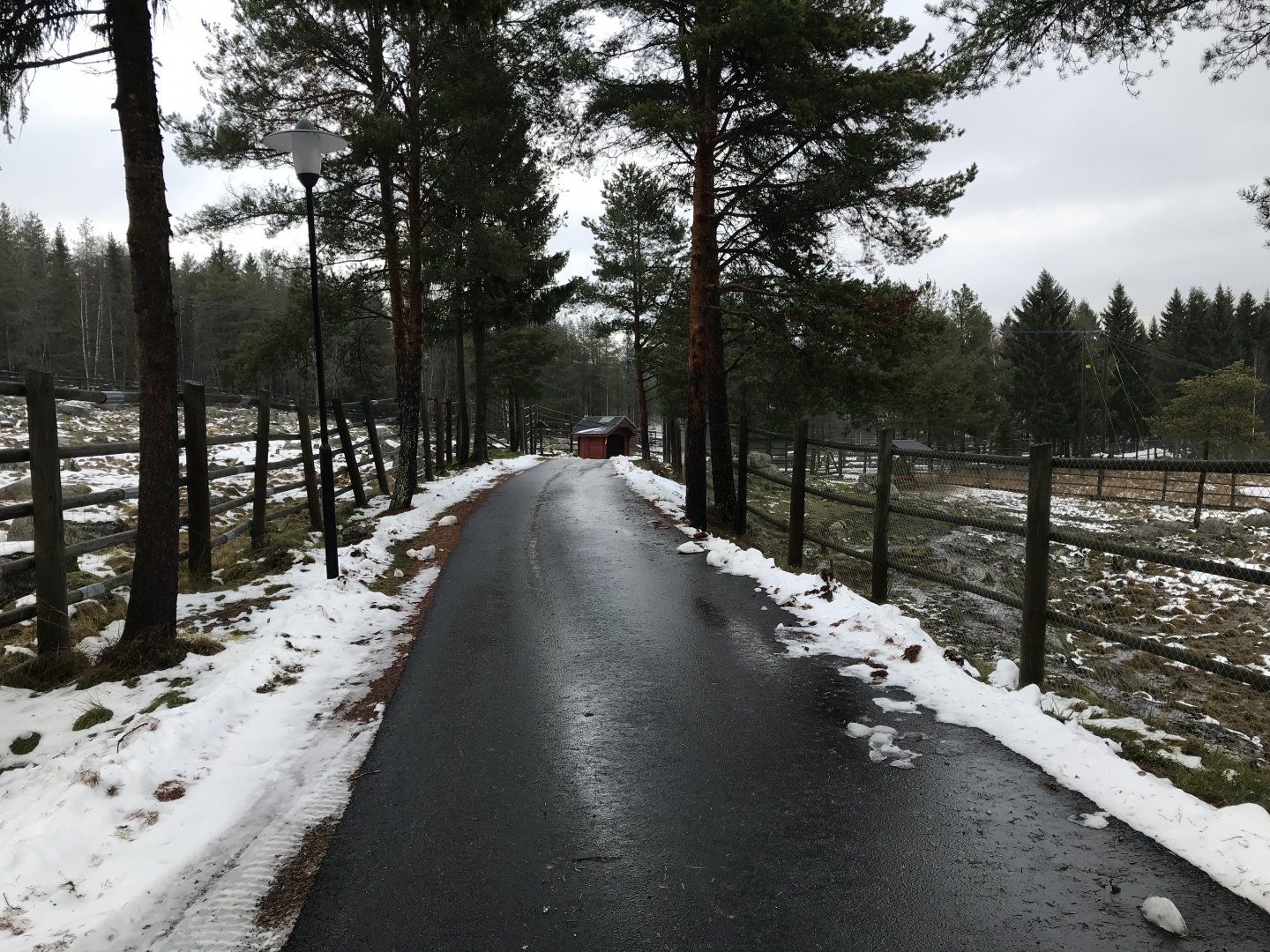 Path by red deer and fallow deer