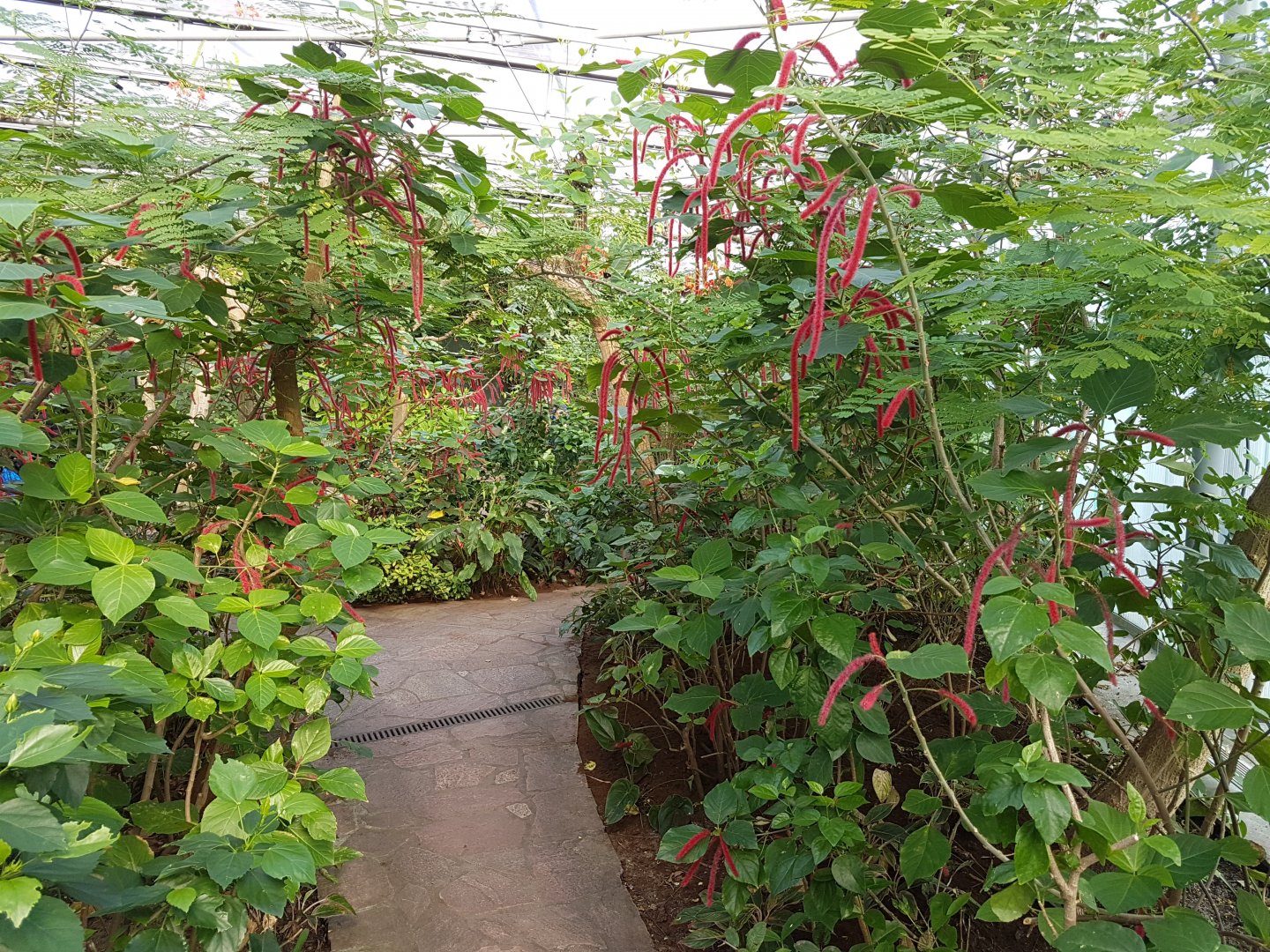 Path in Butterfly-hall