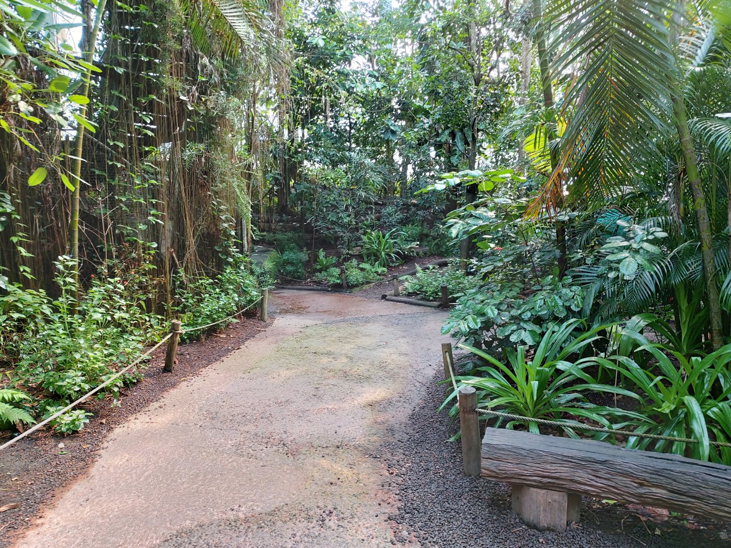 Path in the middle of the jungle (July 2020)