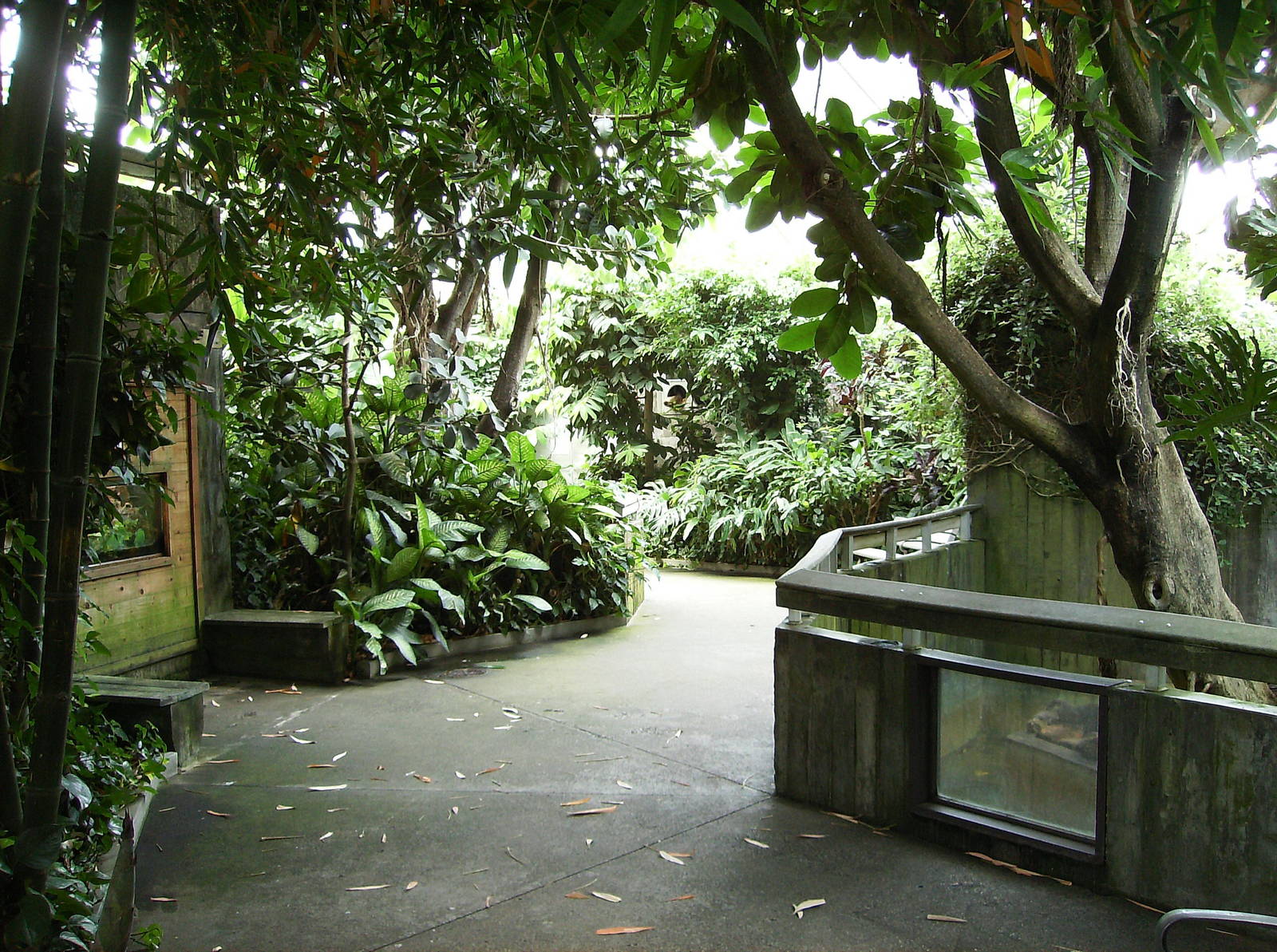 Path inside tropical rainforest