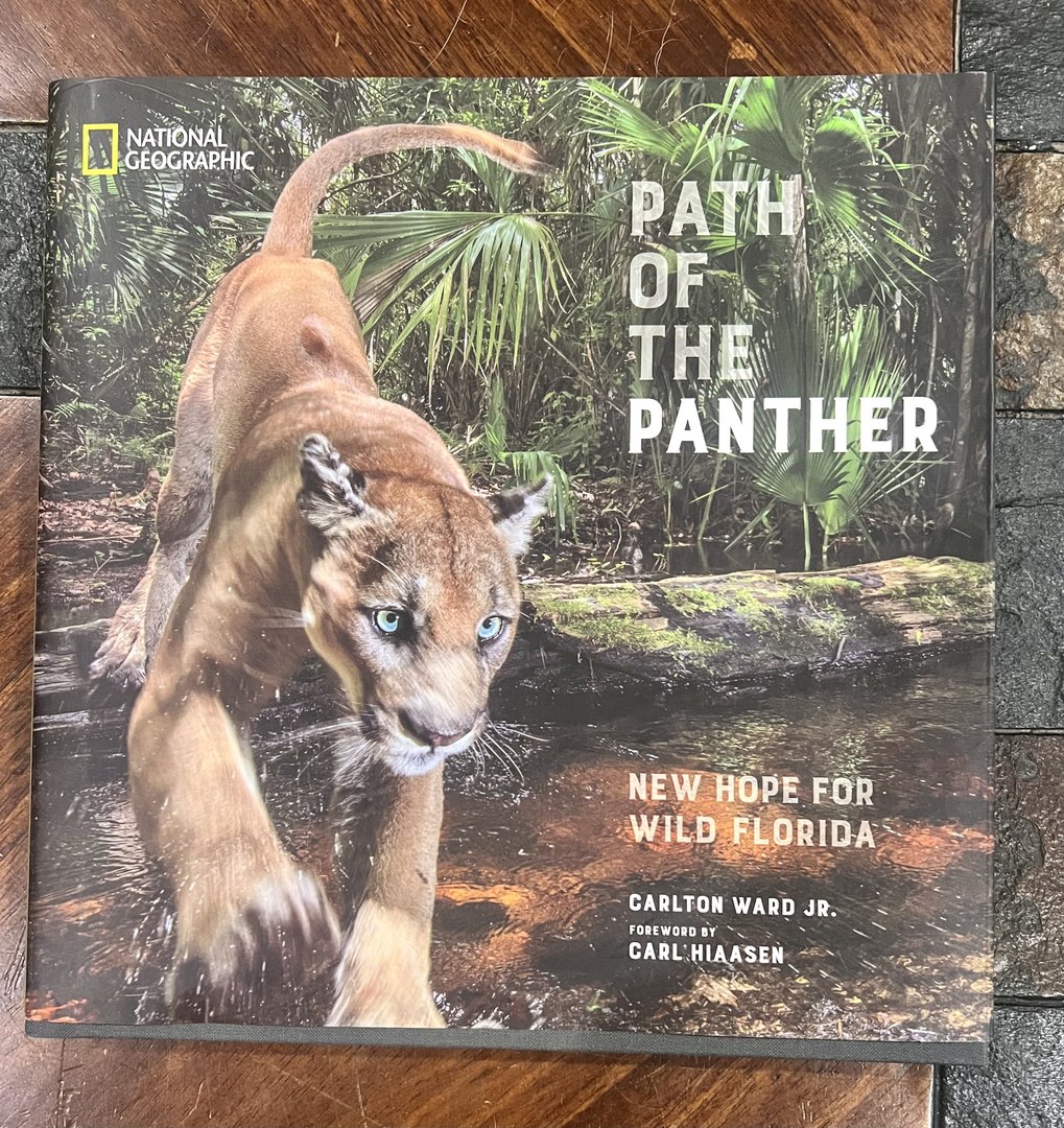 Path Of The Panther: New Hope for Wild Florida