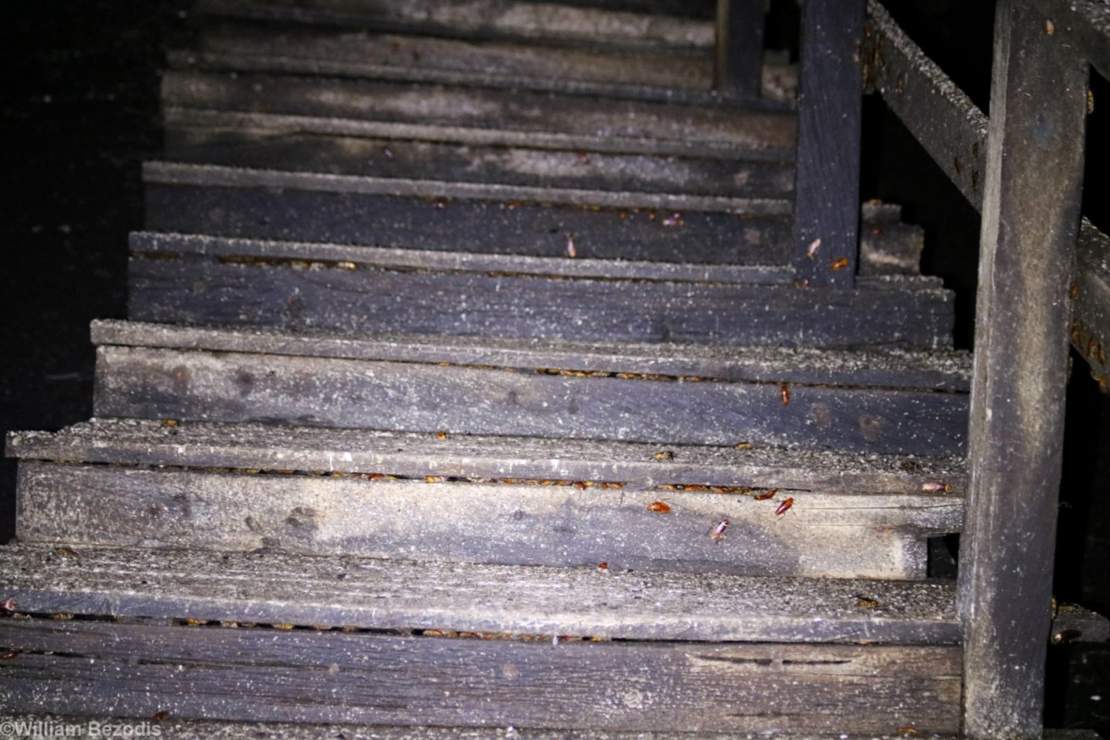 Path Through Gomantong Cave