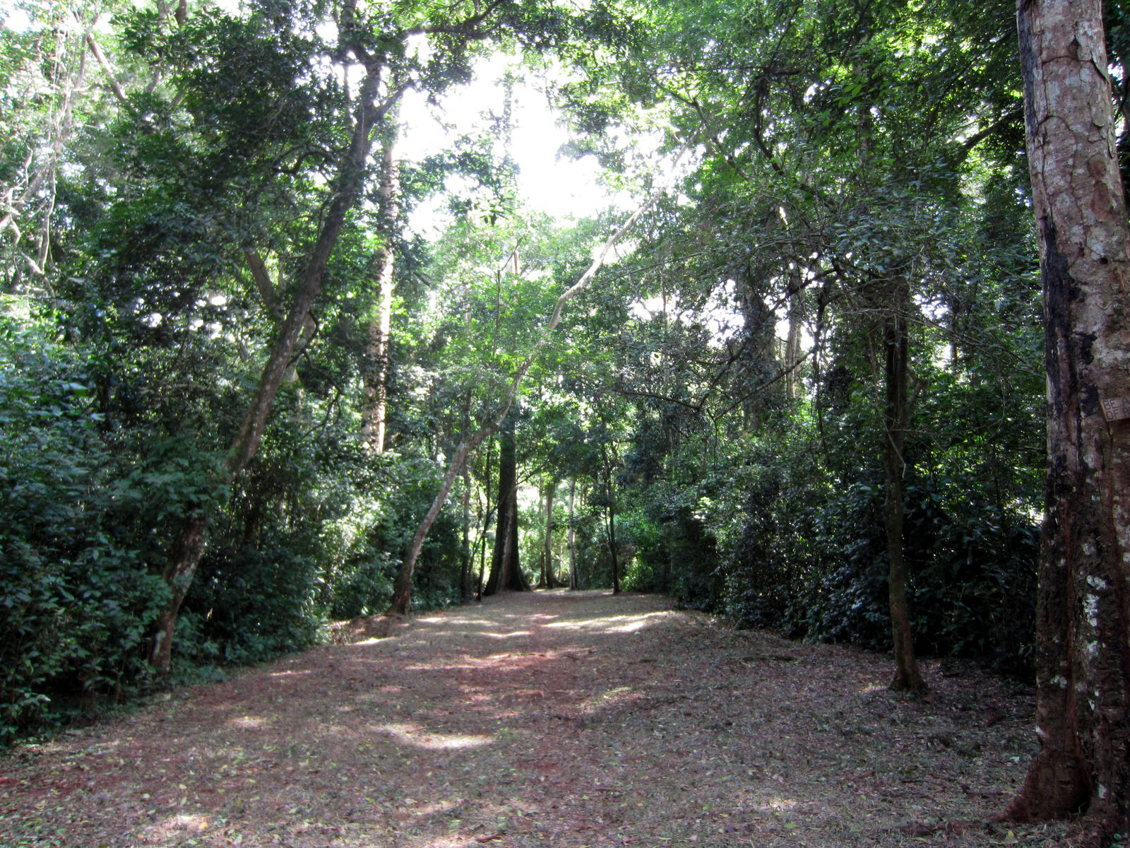 Path through Mpanga Forest