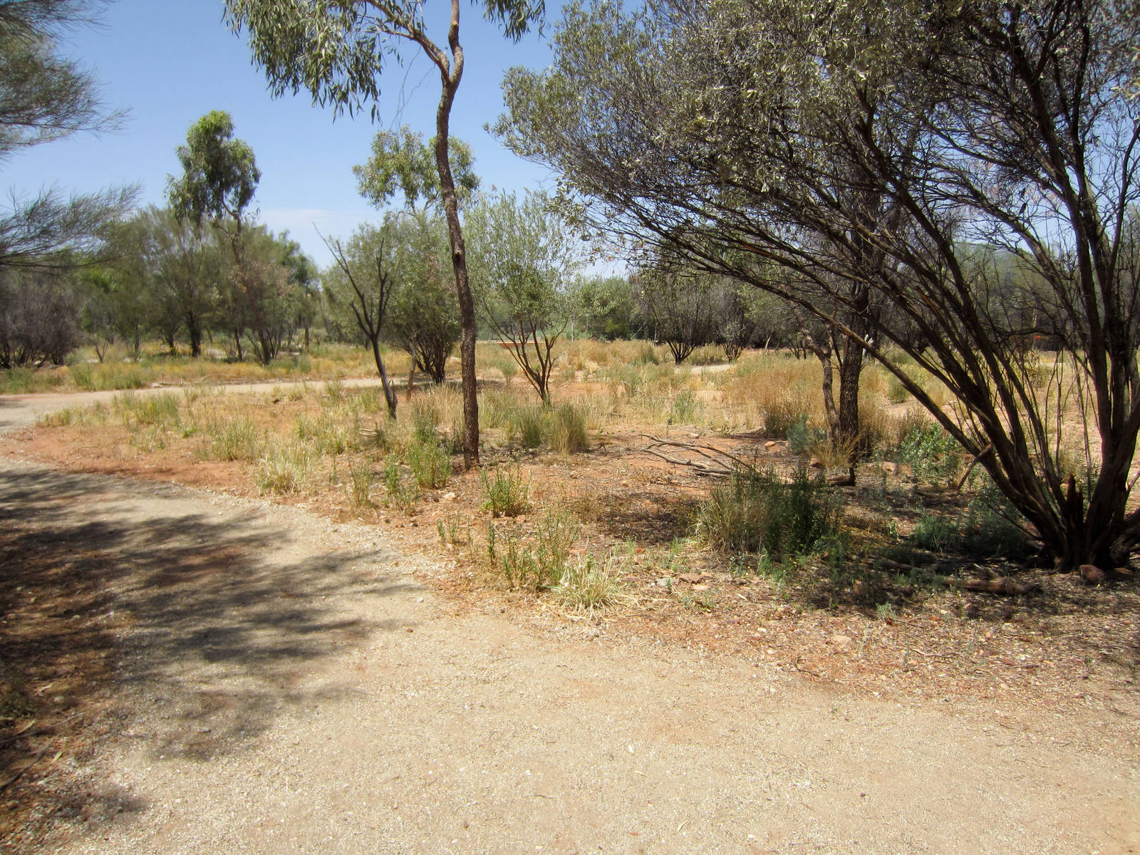 Path through the Desert Park