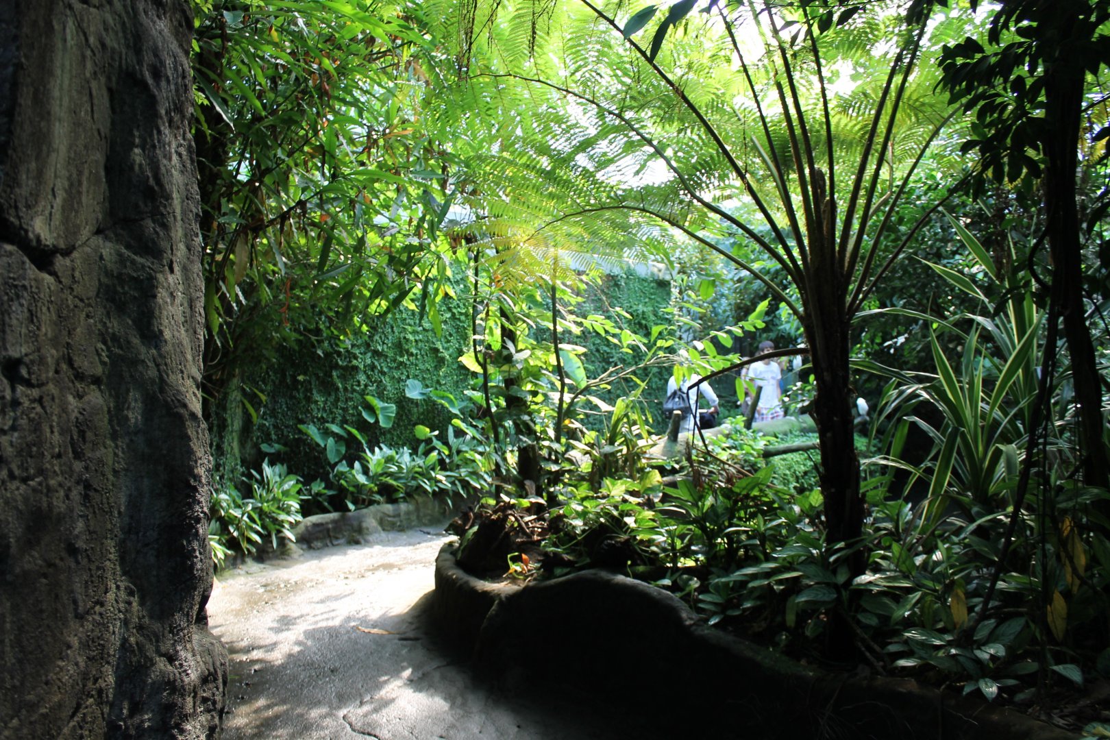 Path through the Mangrove