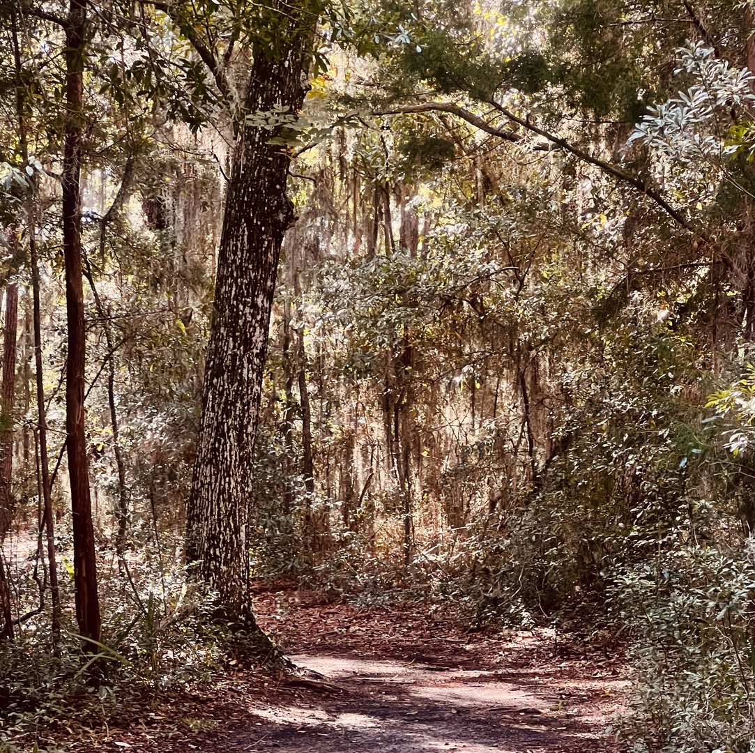 Path through the woods